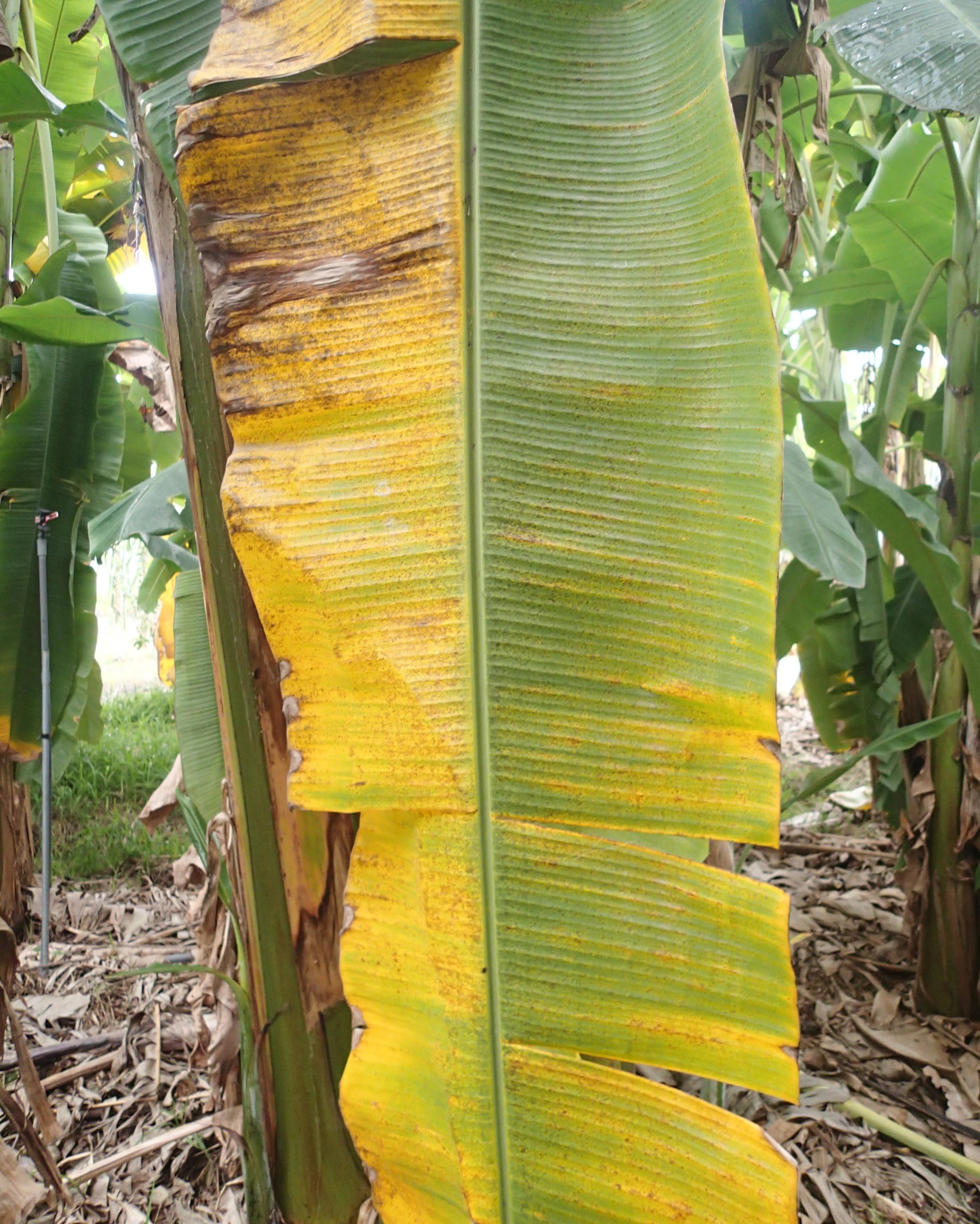 diseased banana leaf.jpg
