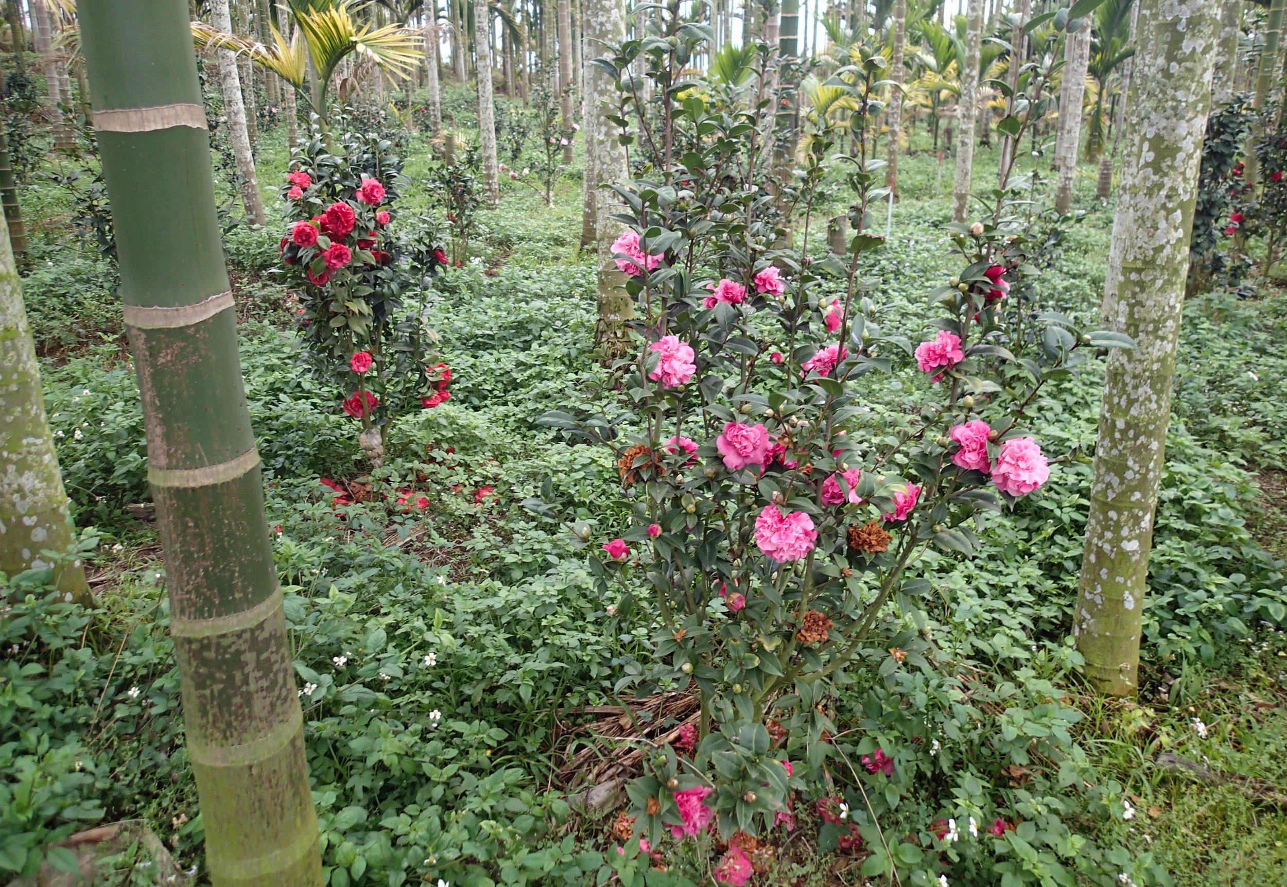flowers and betelnut trees.jpg