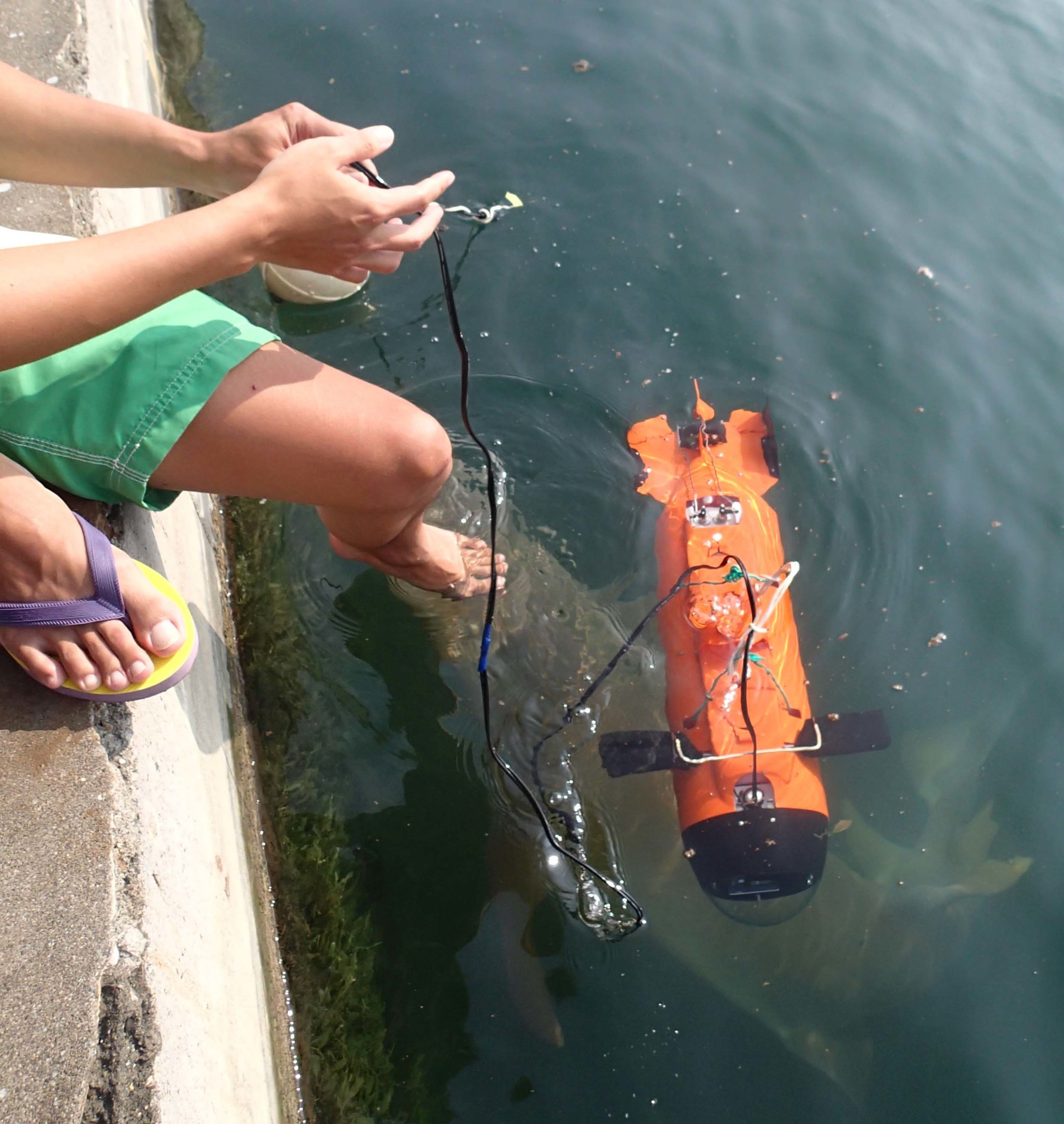 nurse shark attack.jpg