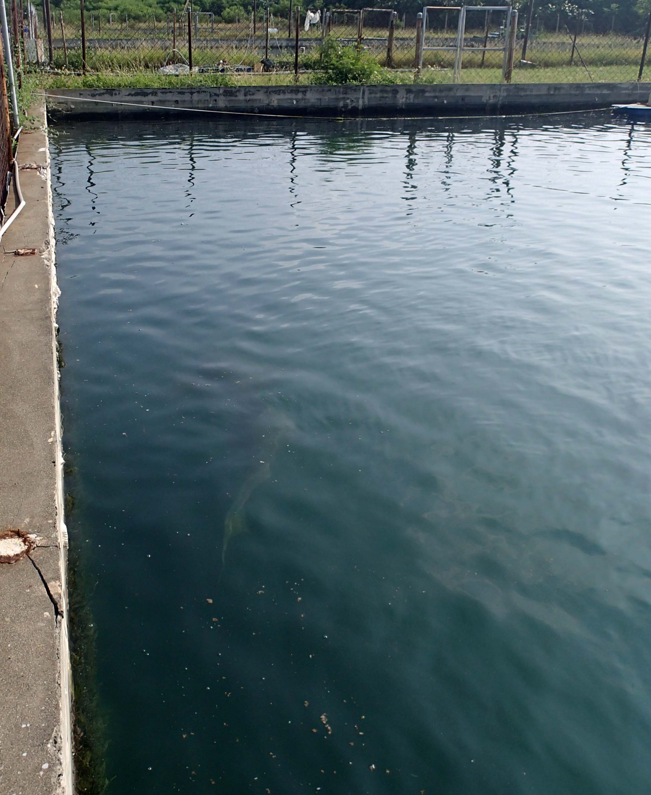 nurse shark pool.jpg