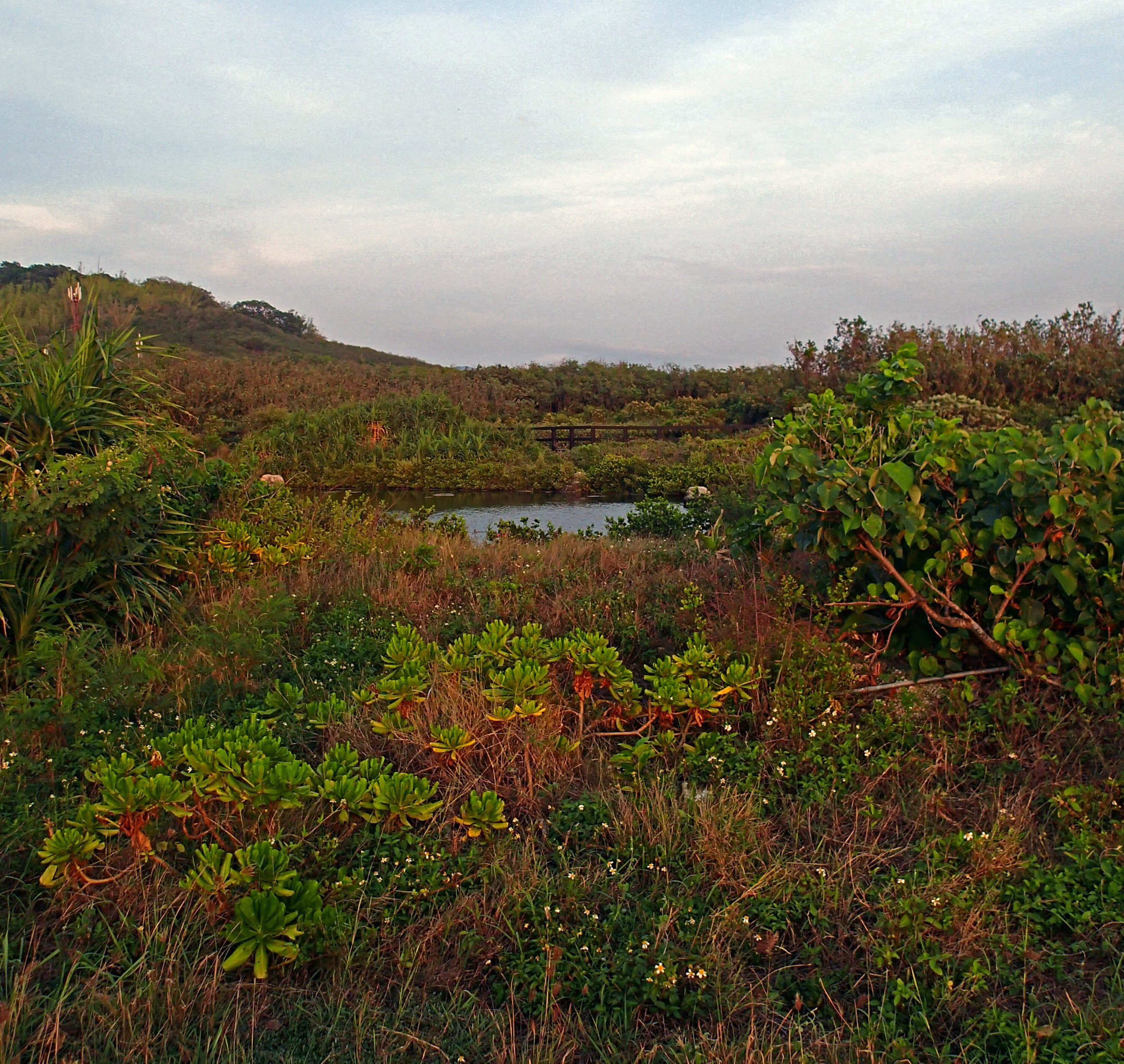 wetland at NMMBA.jpg