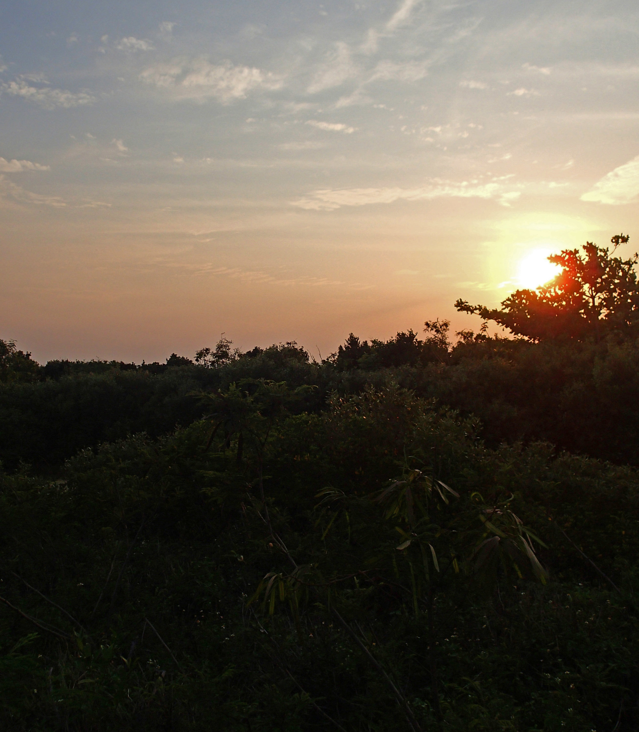 sunset at the artificial wetland.jpg