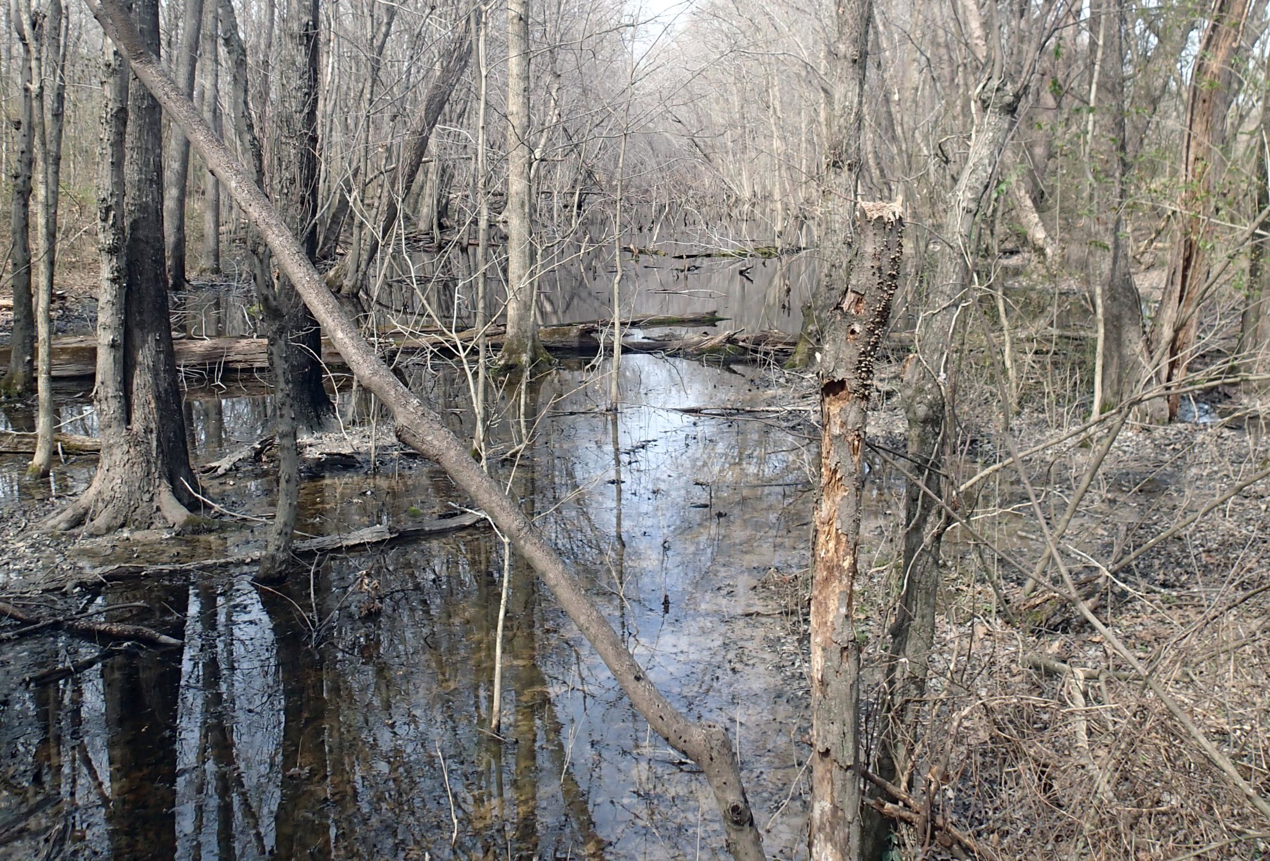 swamp in Nashville?.jpg