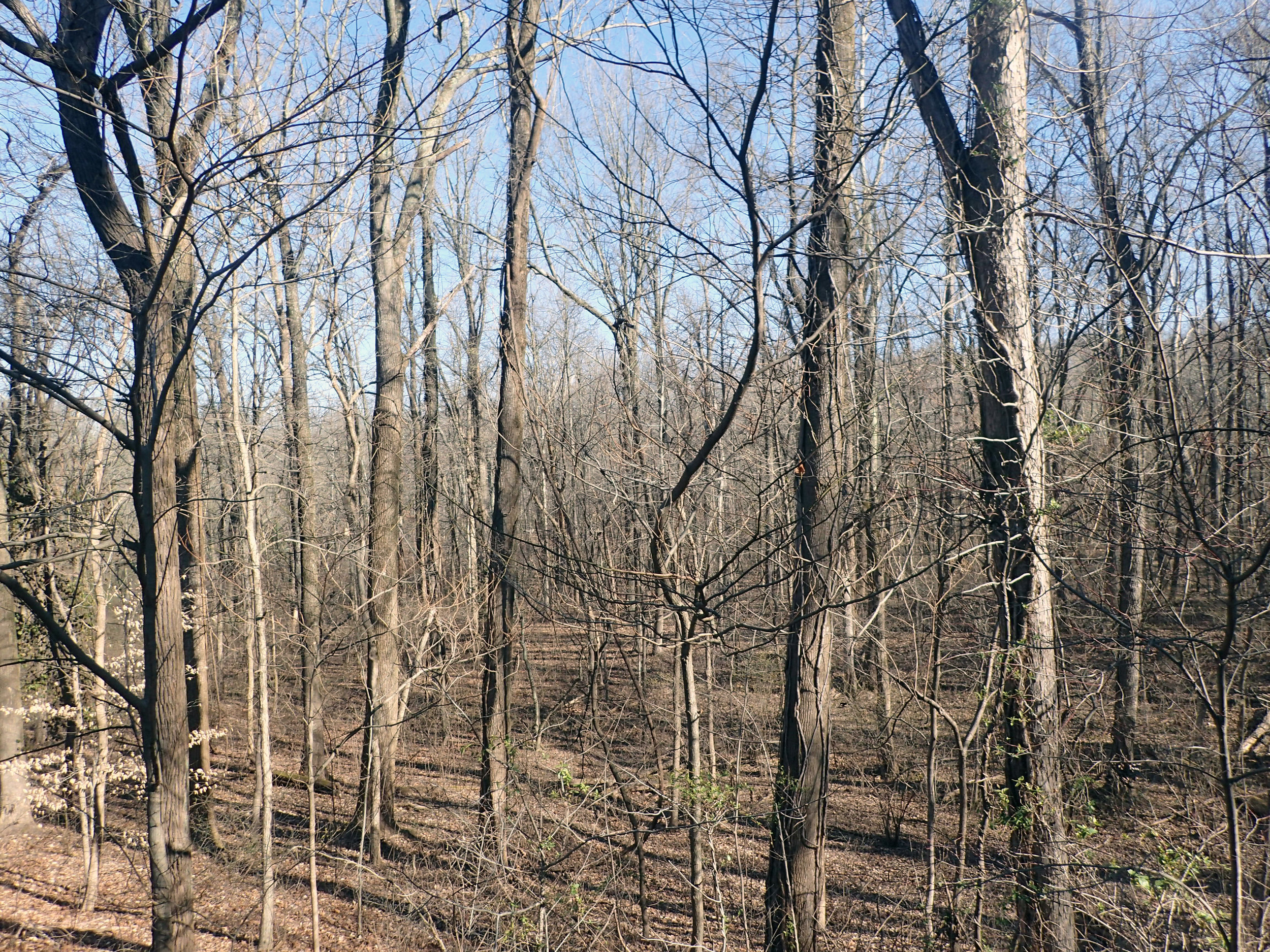 Kentucky woods.jpg