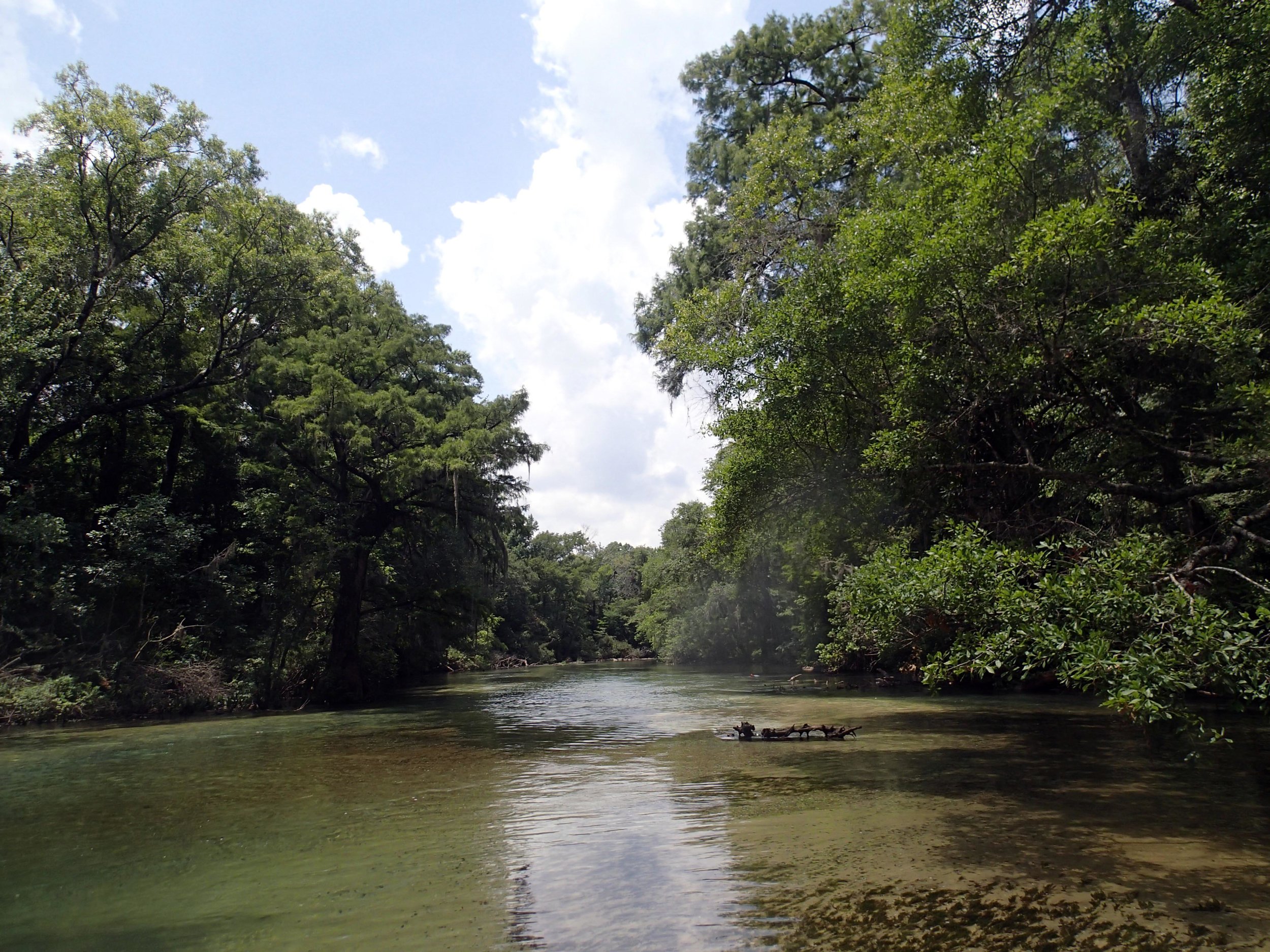 Spring Creek near Marianna, FL.jpg
