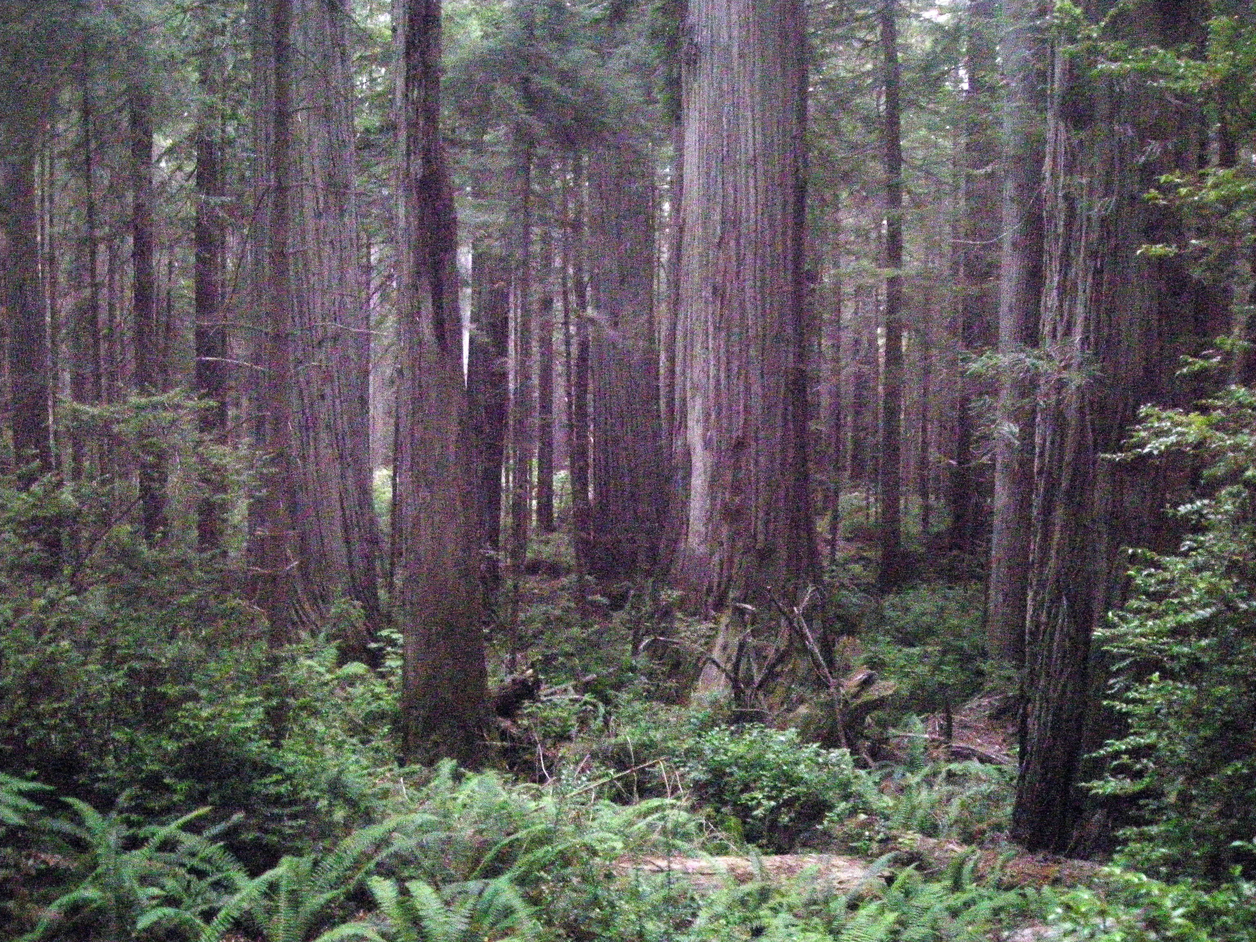 giant redwoods.jpg