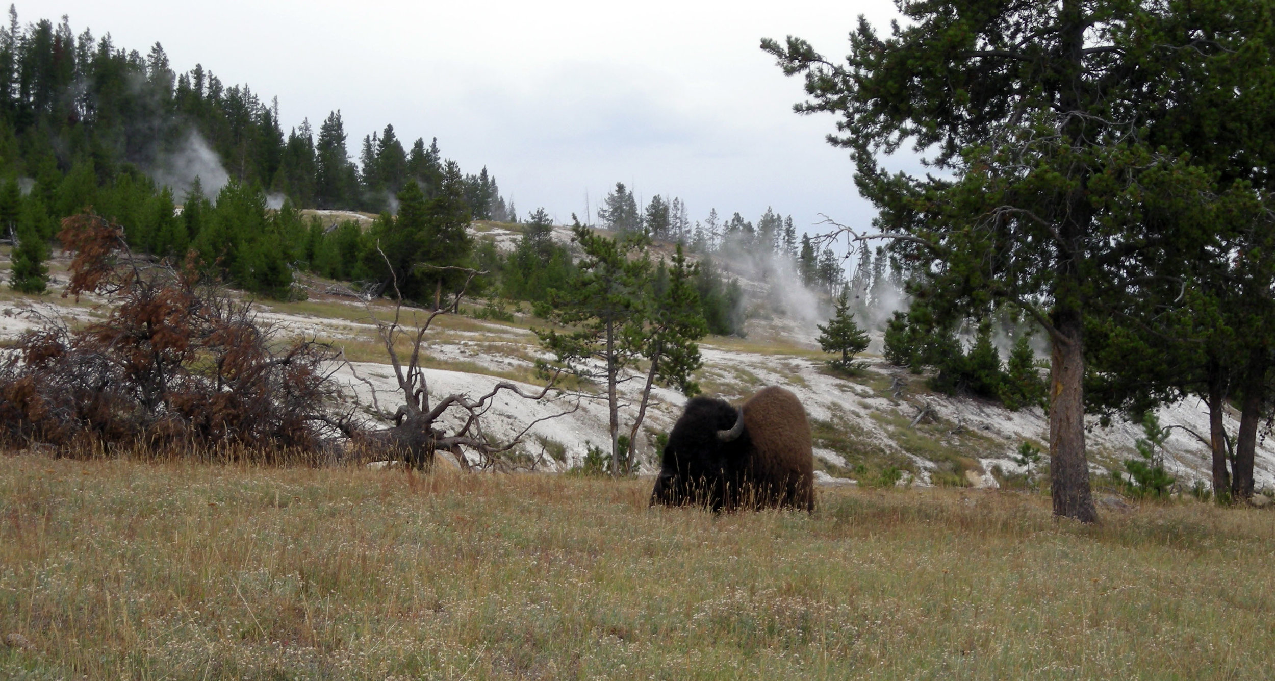 bison 3.jpg