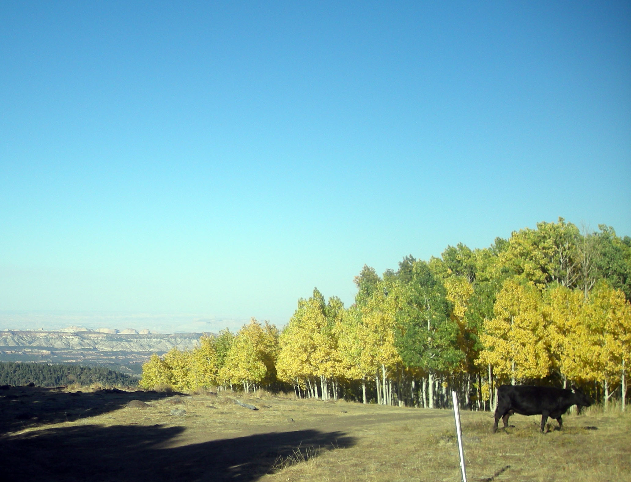 blooming aspens.jpg