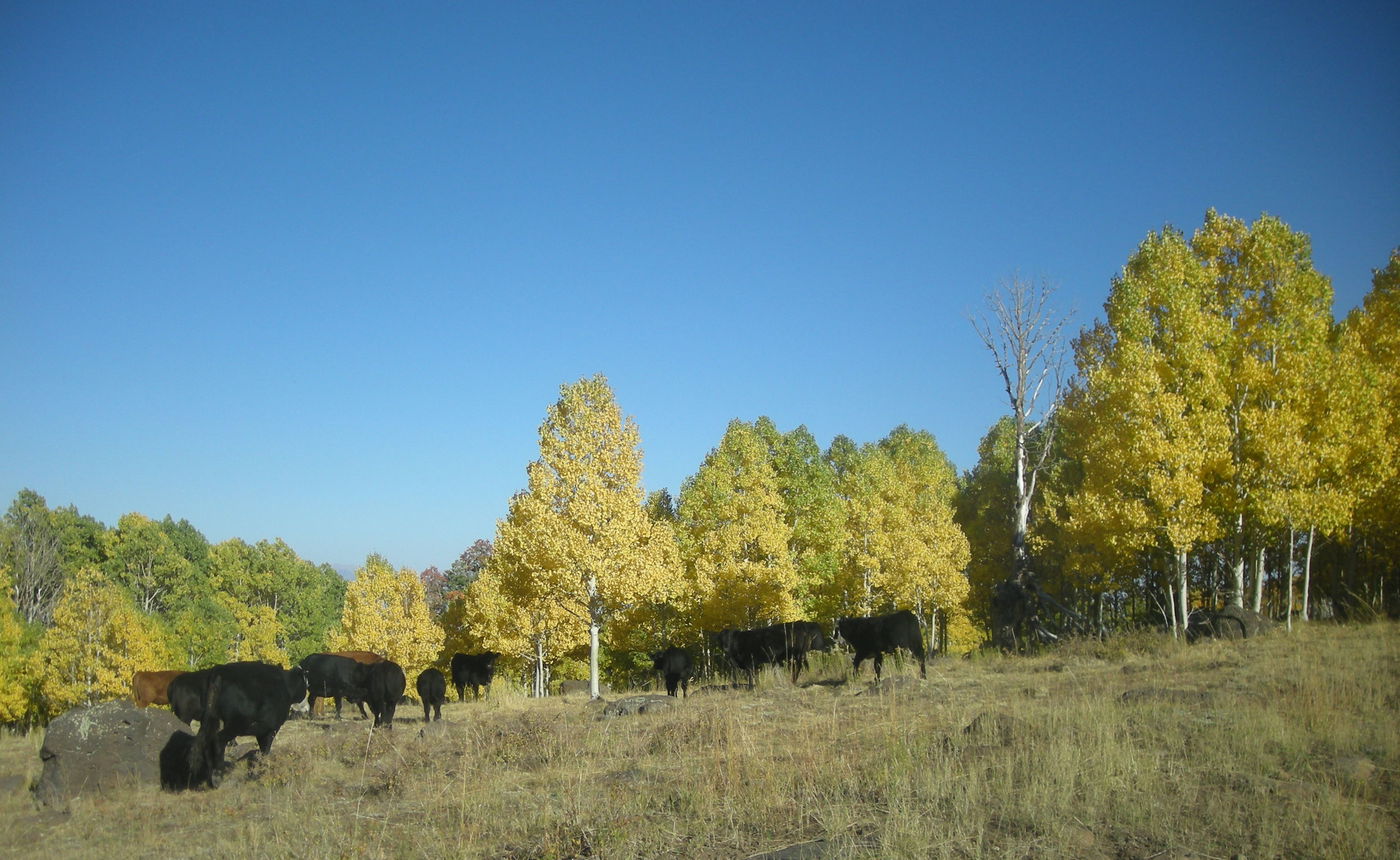 cows and aspen.jpg