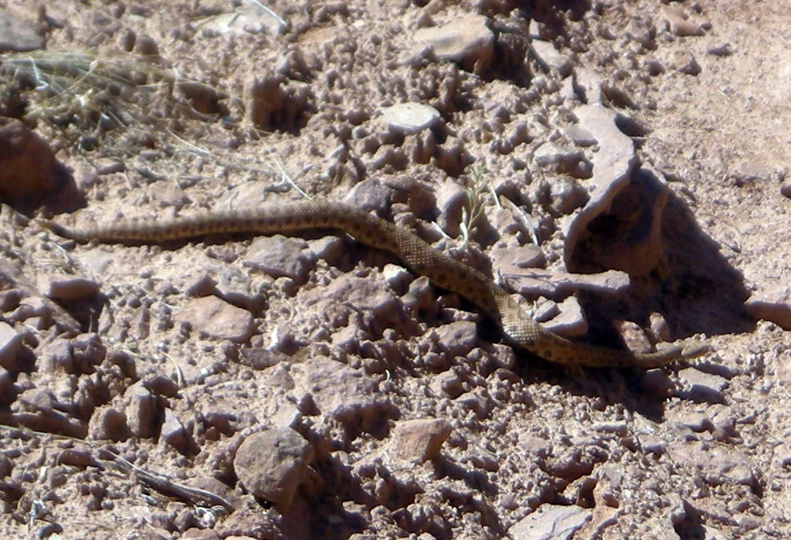 rattlesnake 2.jpg