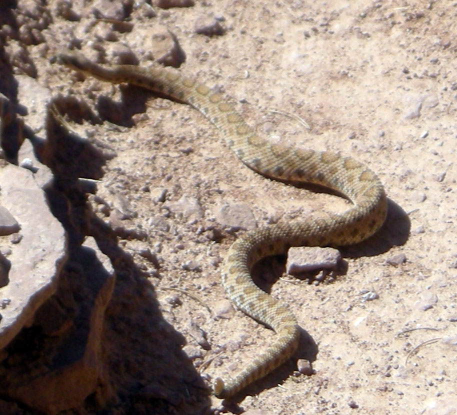 rattlesnake 3.jpg