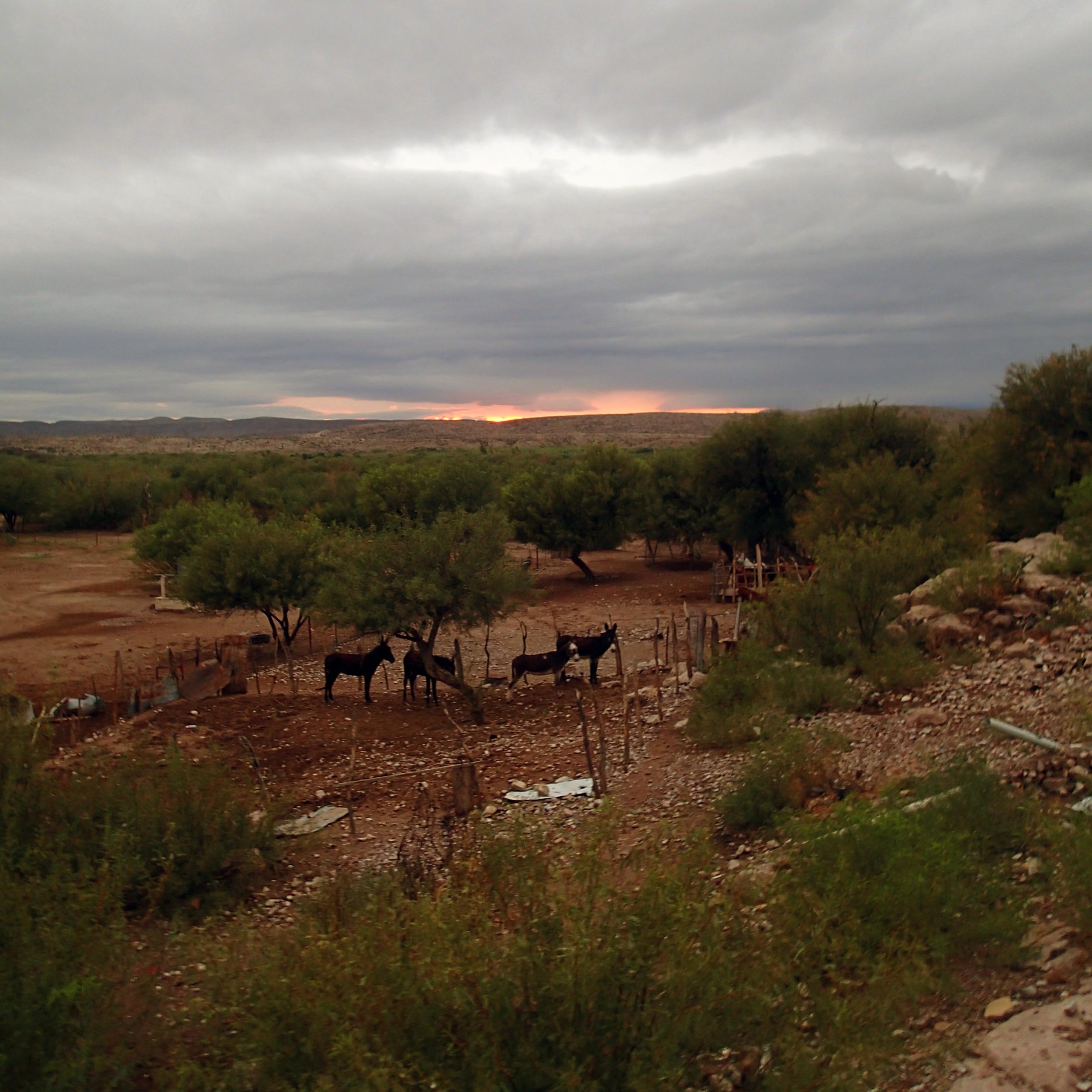 burro sunset.jpg