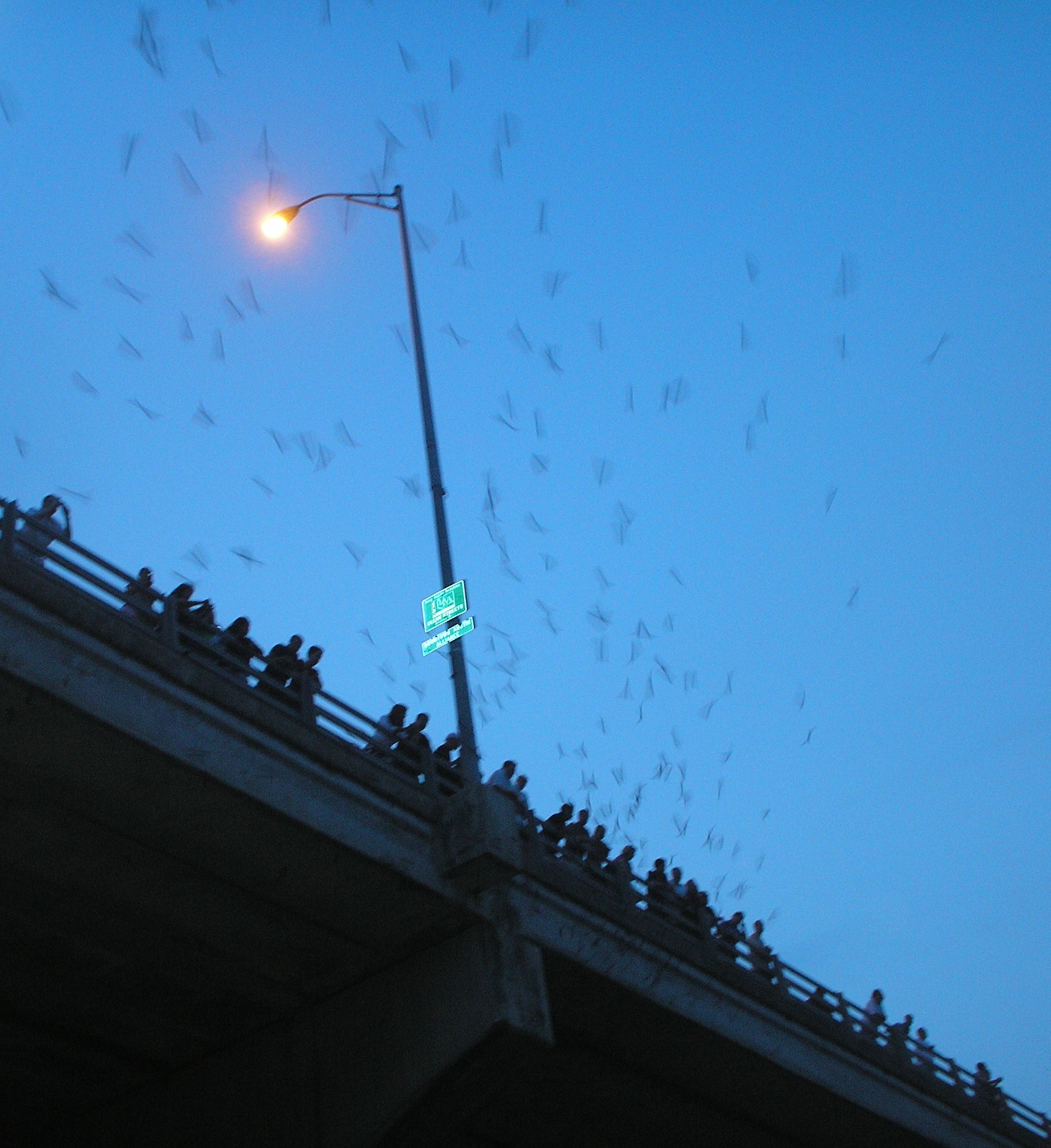 congress avenue bats.jpg