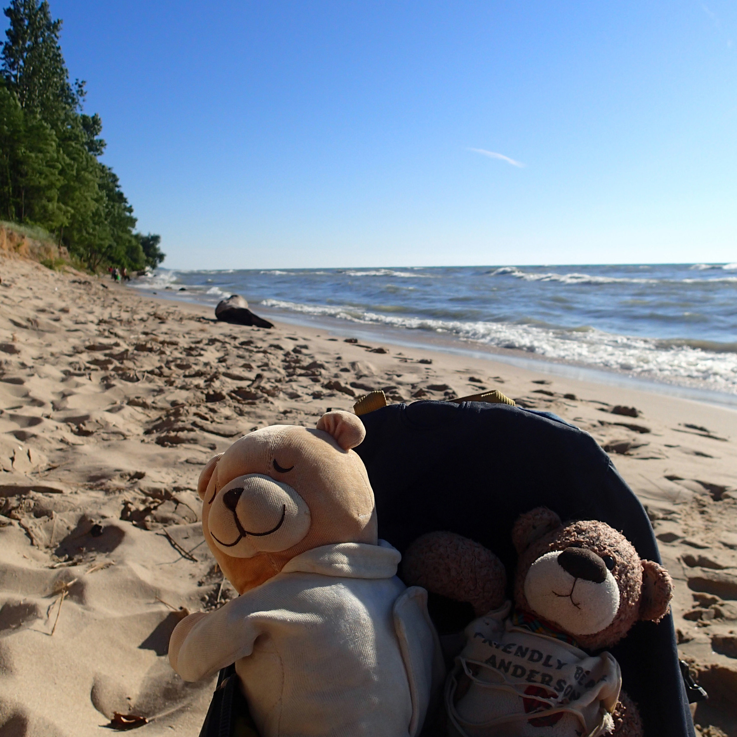 bearbies at Hager Beach.jpg