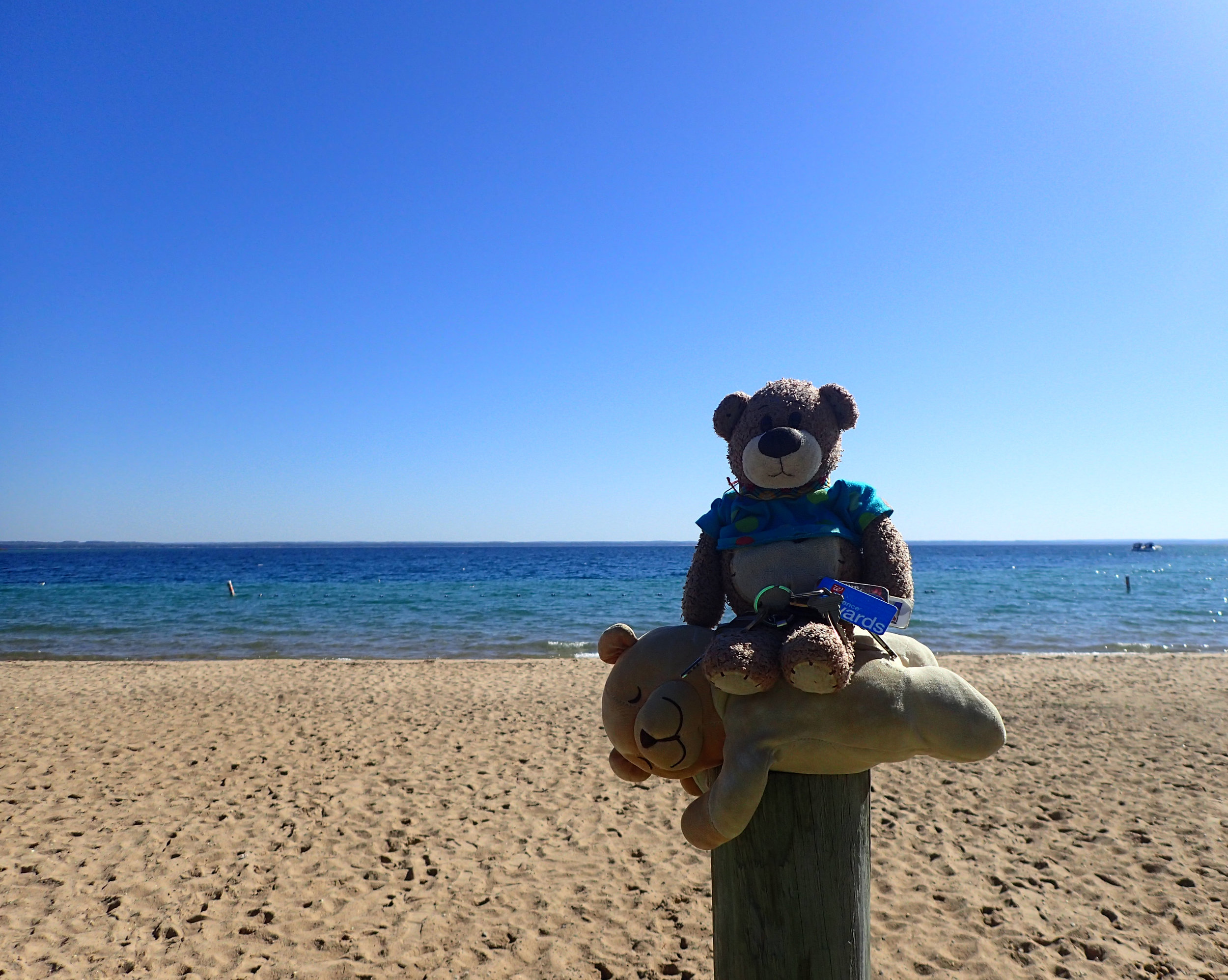 bearbies at Grand Traverse Bay.jpg