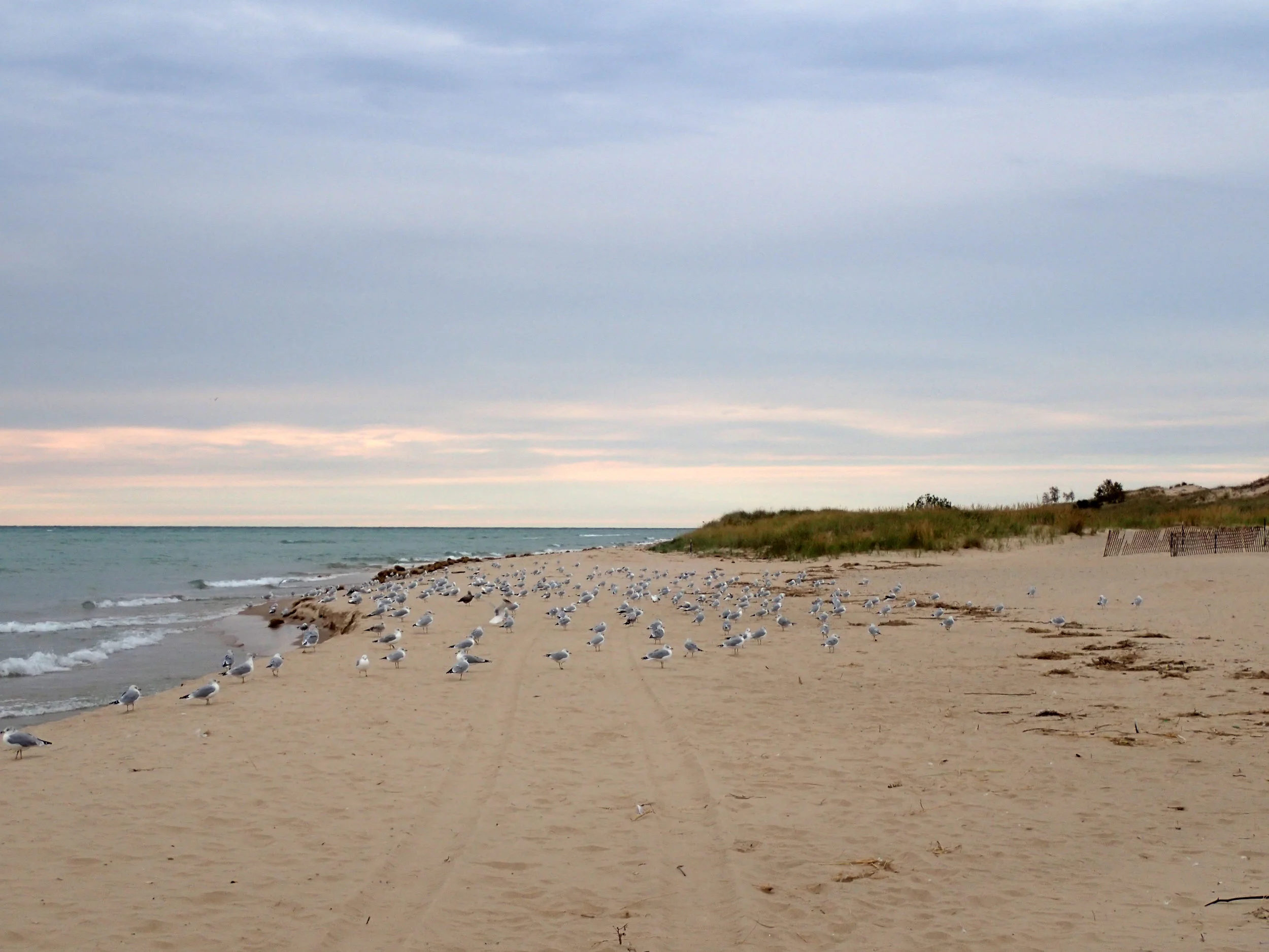 seagulls.jpg