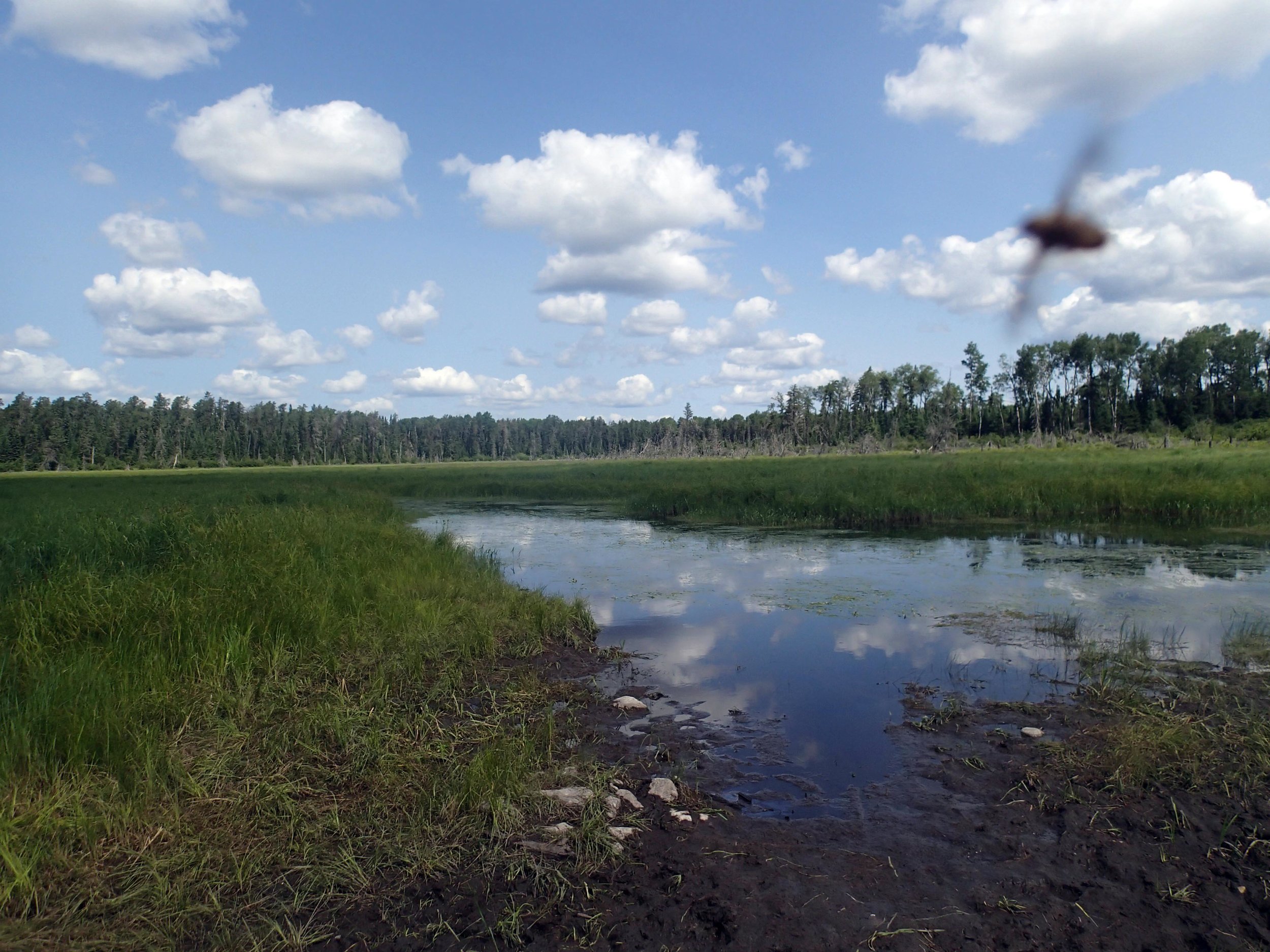 Stuart River and mosquito.jpg