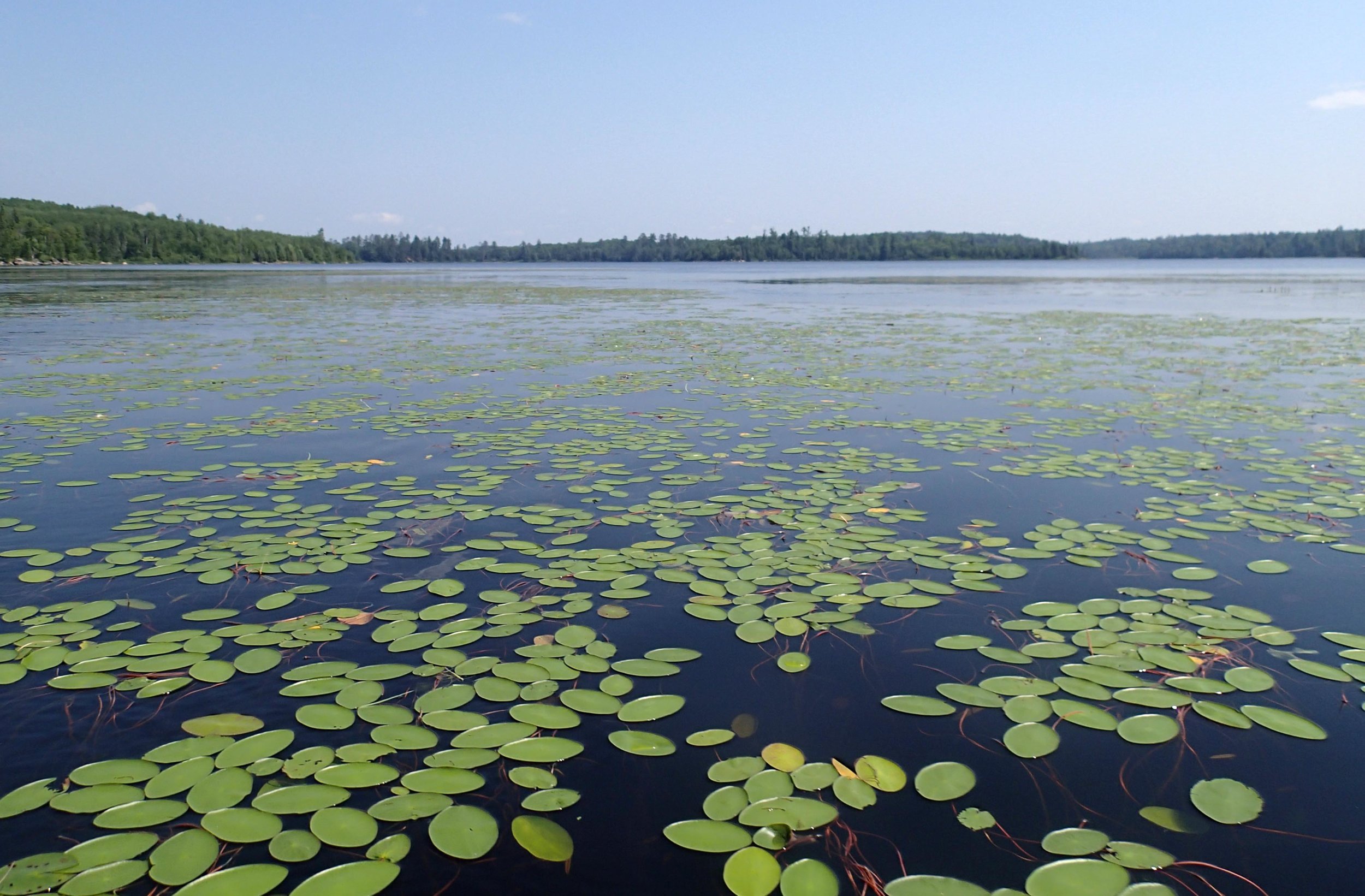 lily pond.jpg