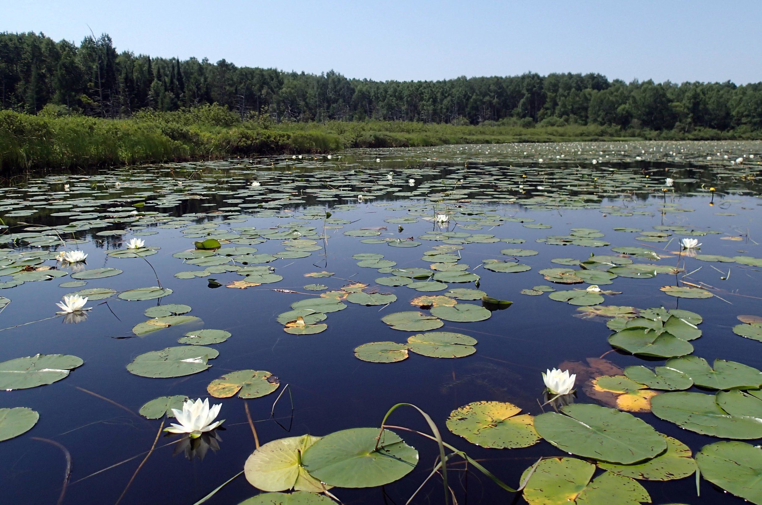 BWCA 7-21-14.jpg