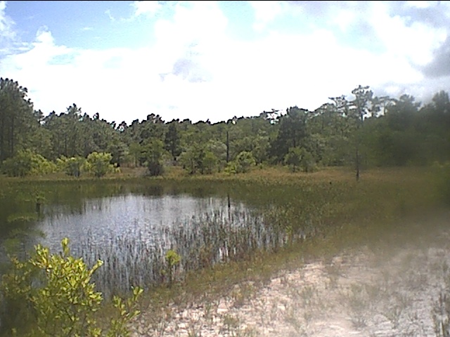 carolina beach state park cypress pond.JPG