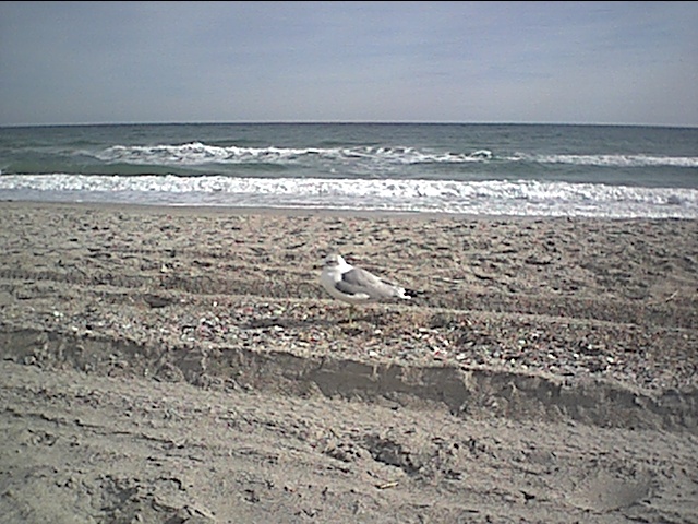 seagull.JPG