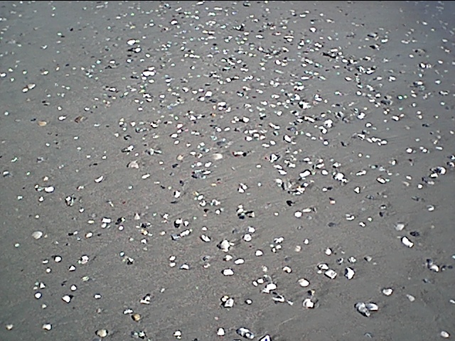 atlantic beach shells.JPG