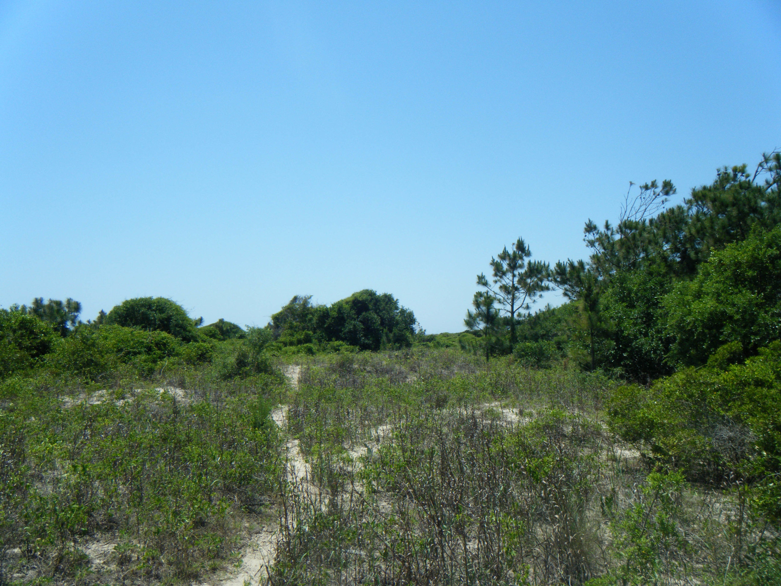 South Carolina dunes.jpg