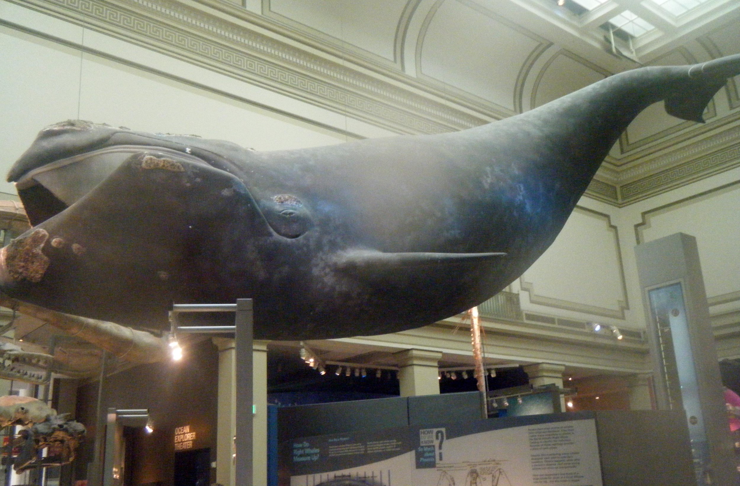 blue whale at Smithsonian.jpg