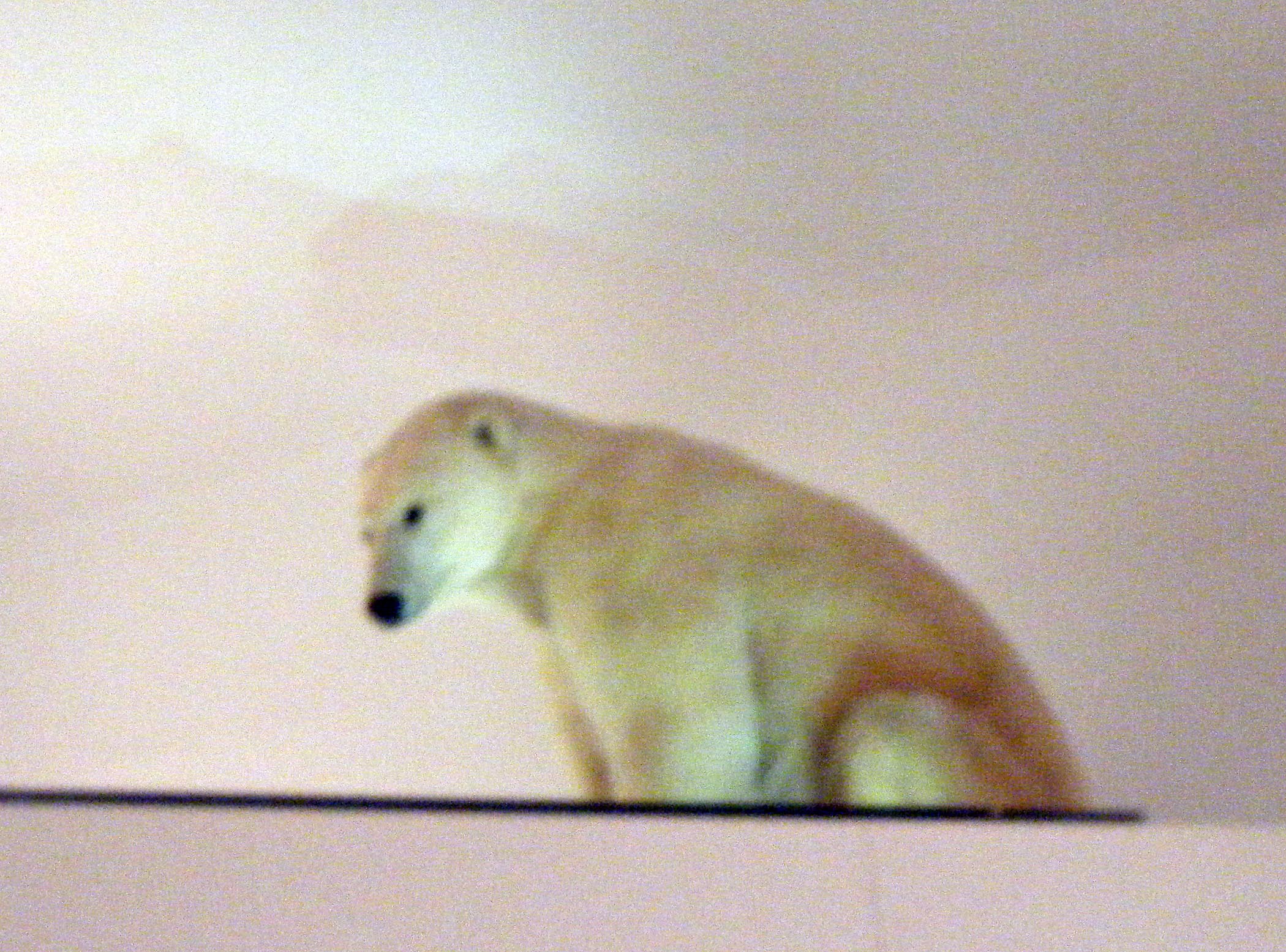 polar bear at Smithsonian.jpg