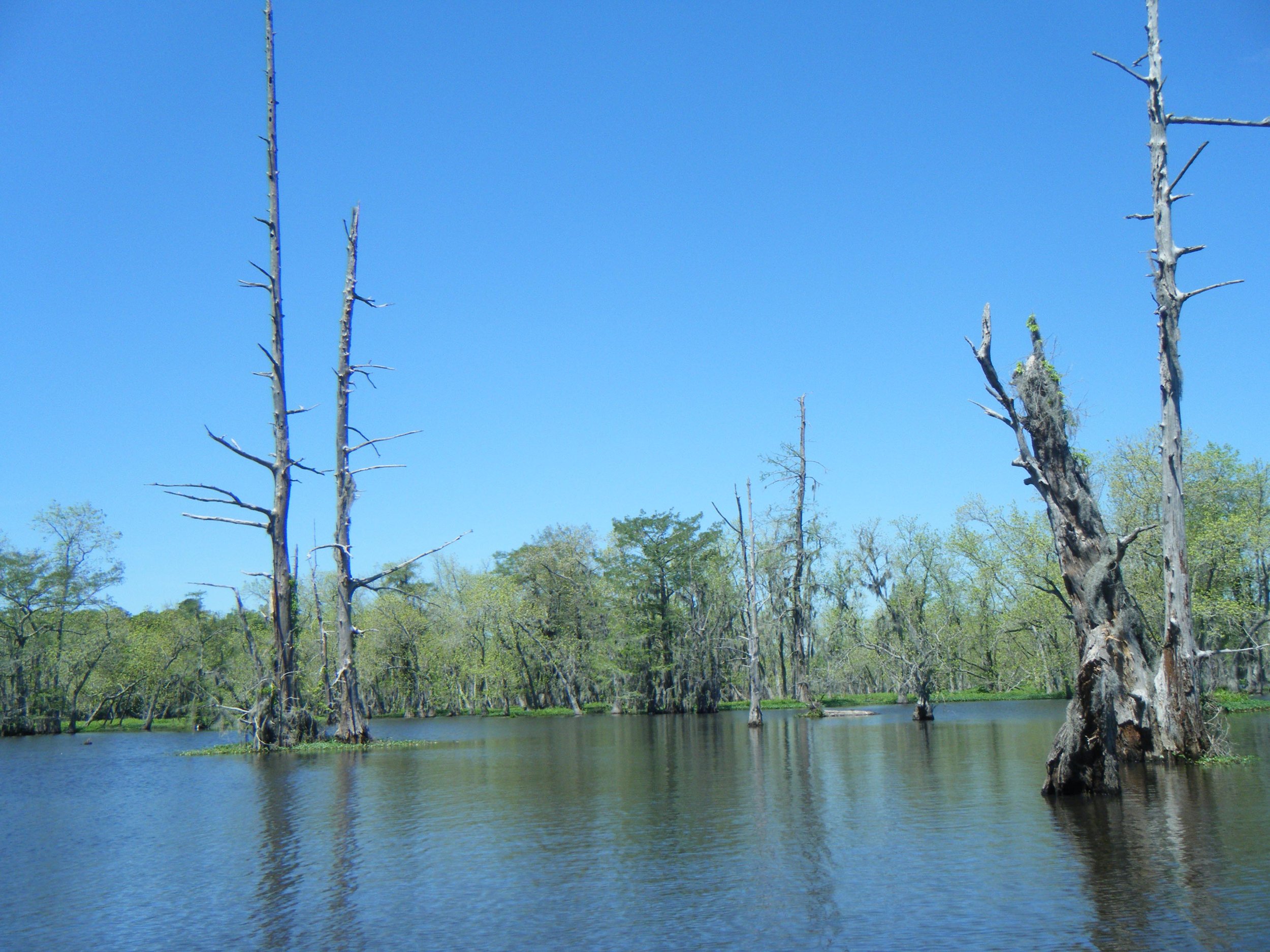 beautiful cypress swamp.jpg
