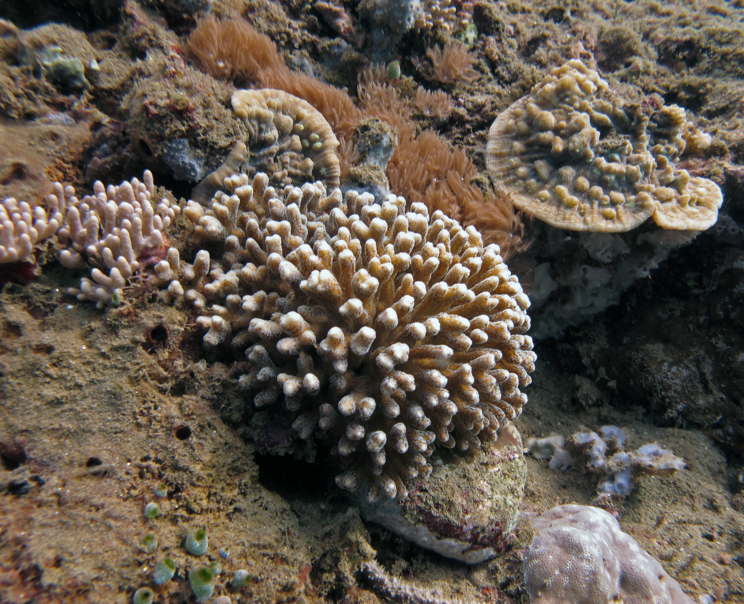 Seriatopora caliendrum.jpg