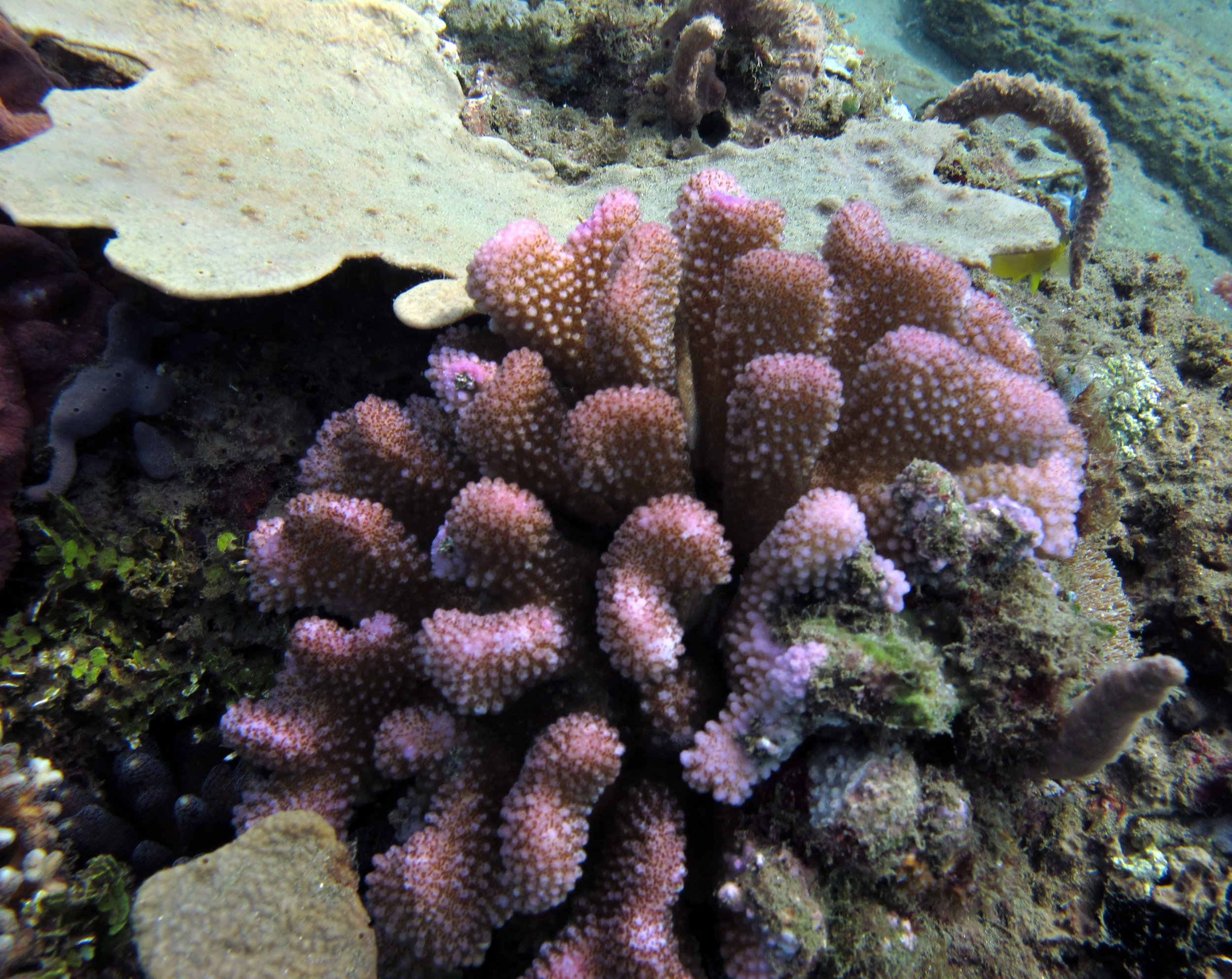 Pocillopora meandrina.jpg