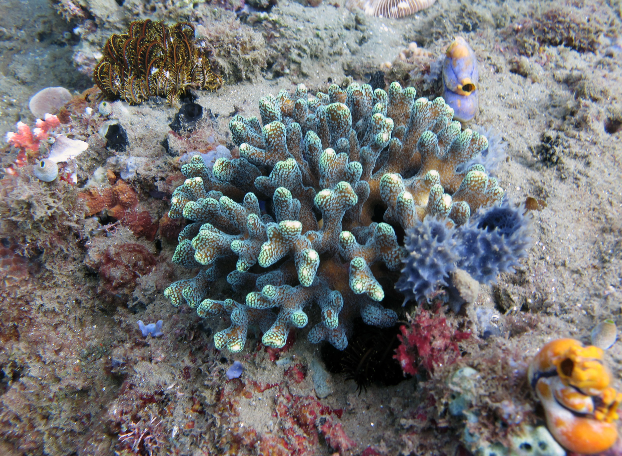 flourescent Stylophora.jpg