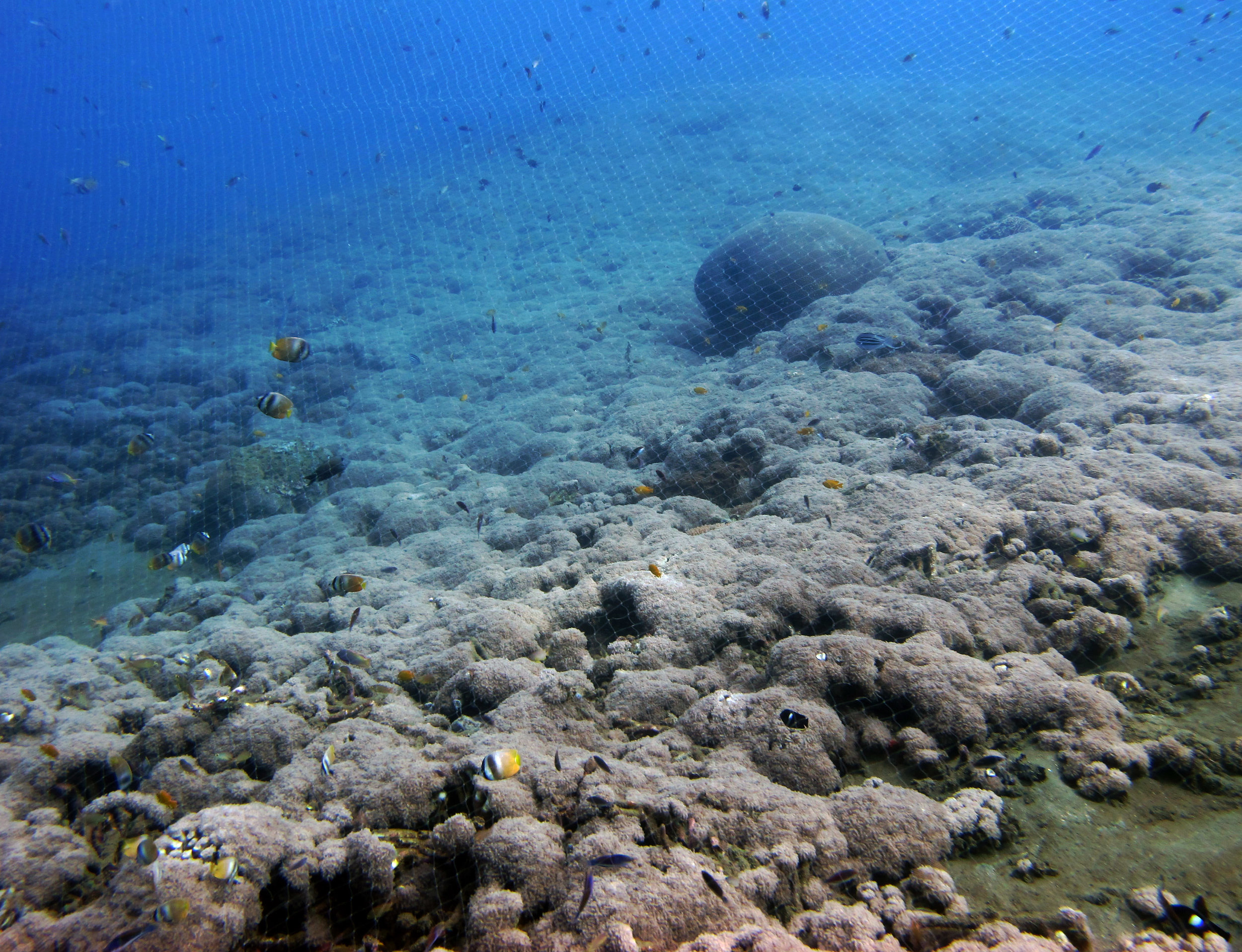 overfishing Ambon.jpg