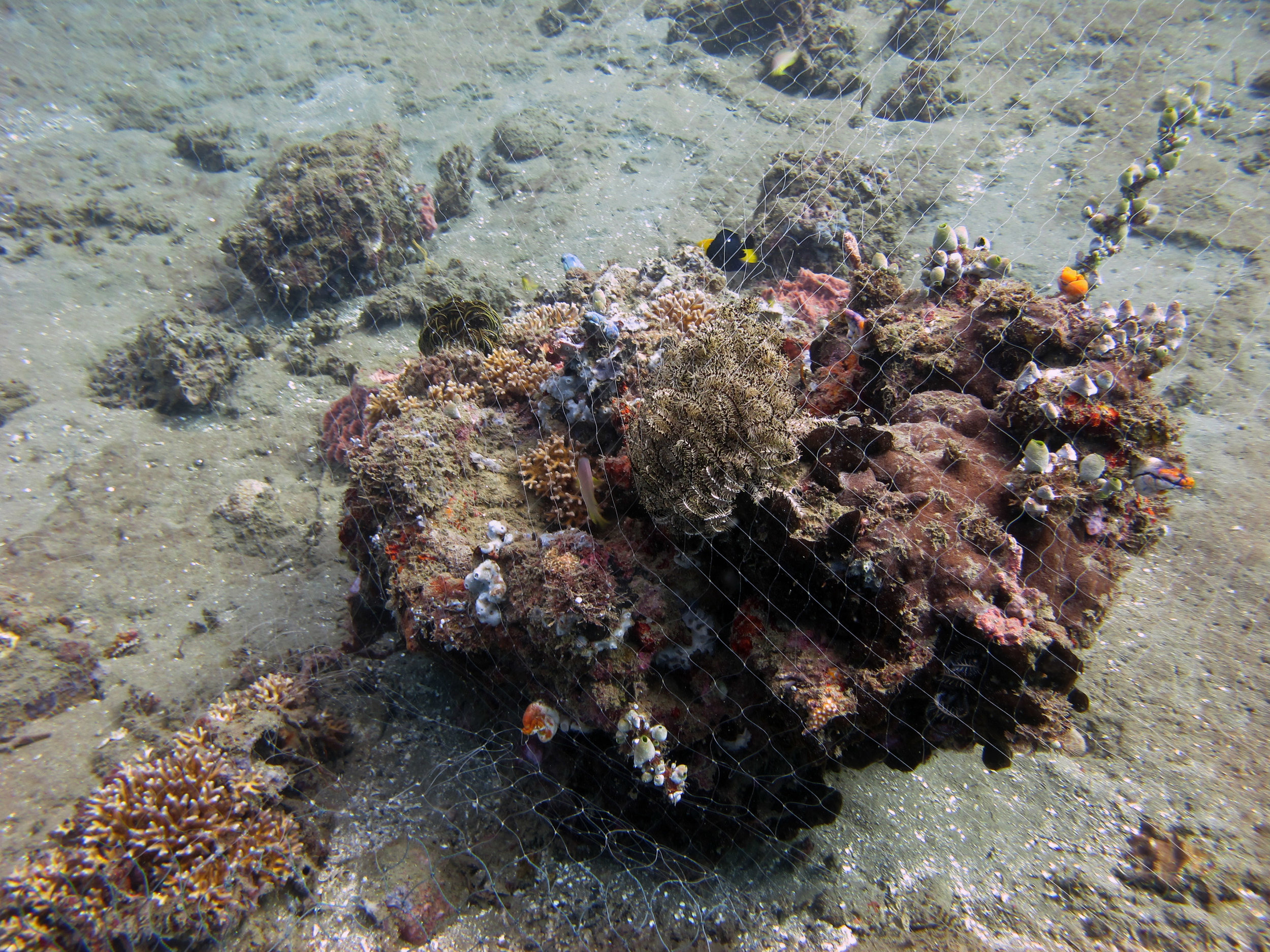 coral entangled in net.jpg