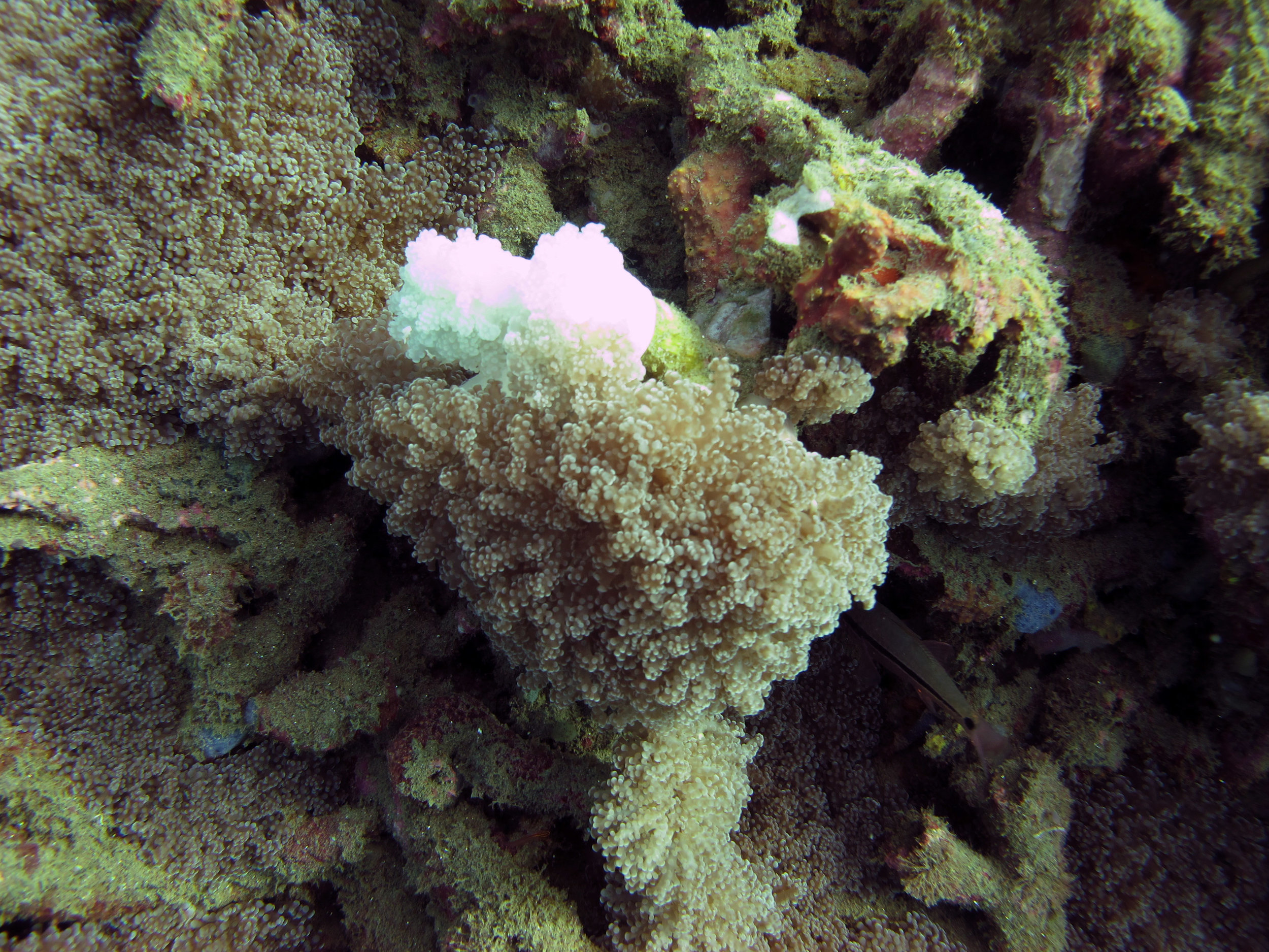 weird bleaching pattern.jpg