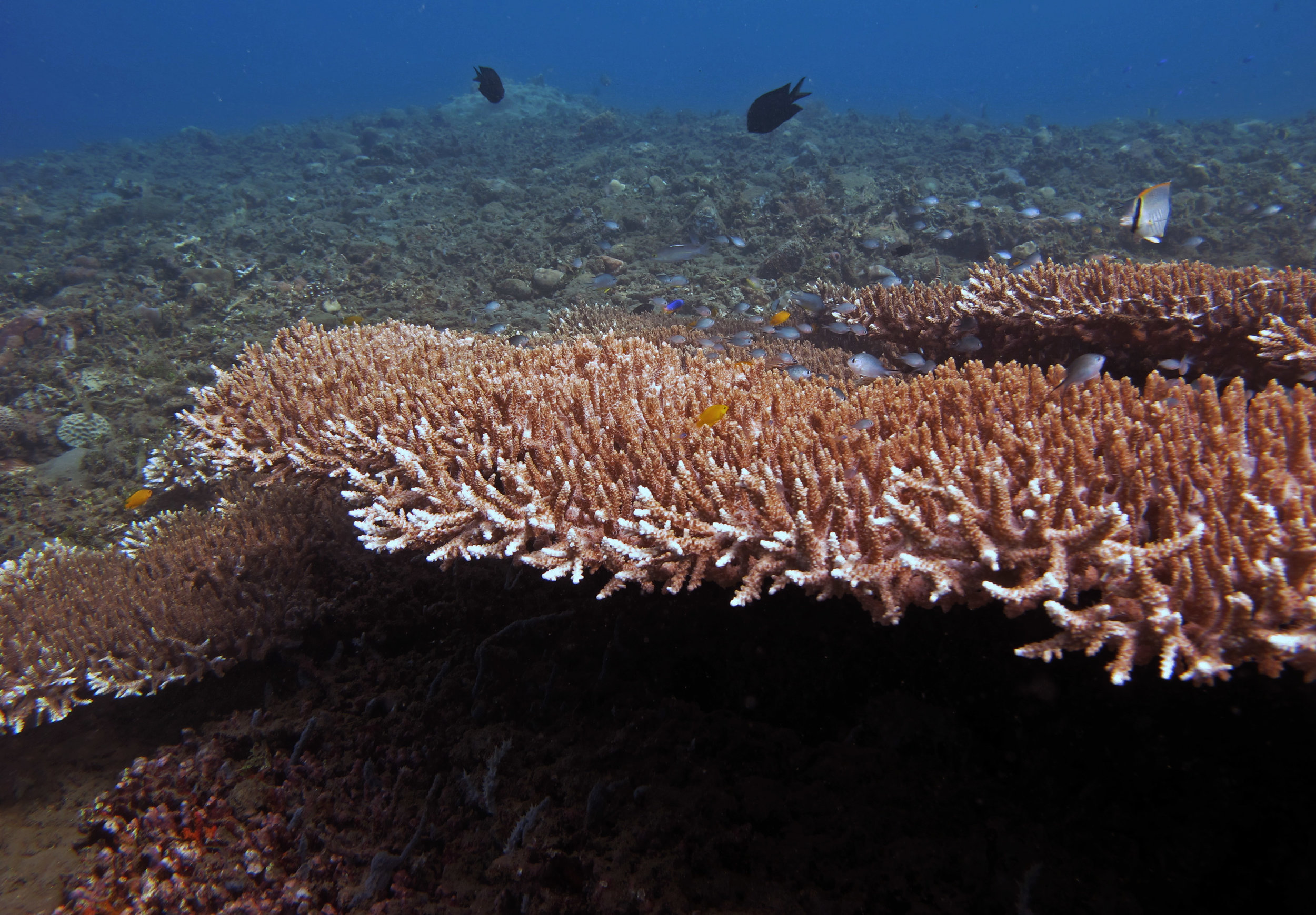 Acropora Ambon.jpg