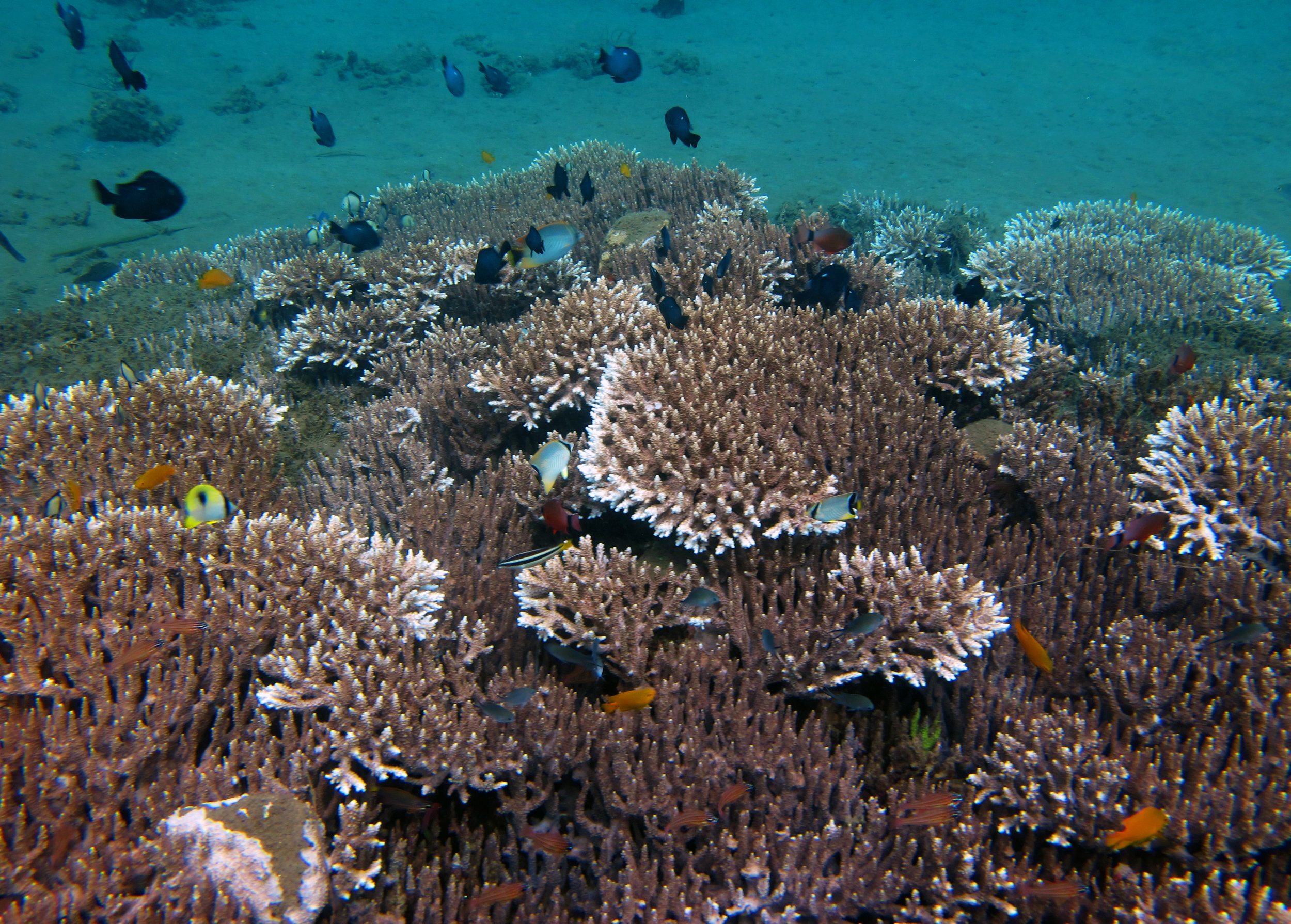 Acropora and damselfish.jpg