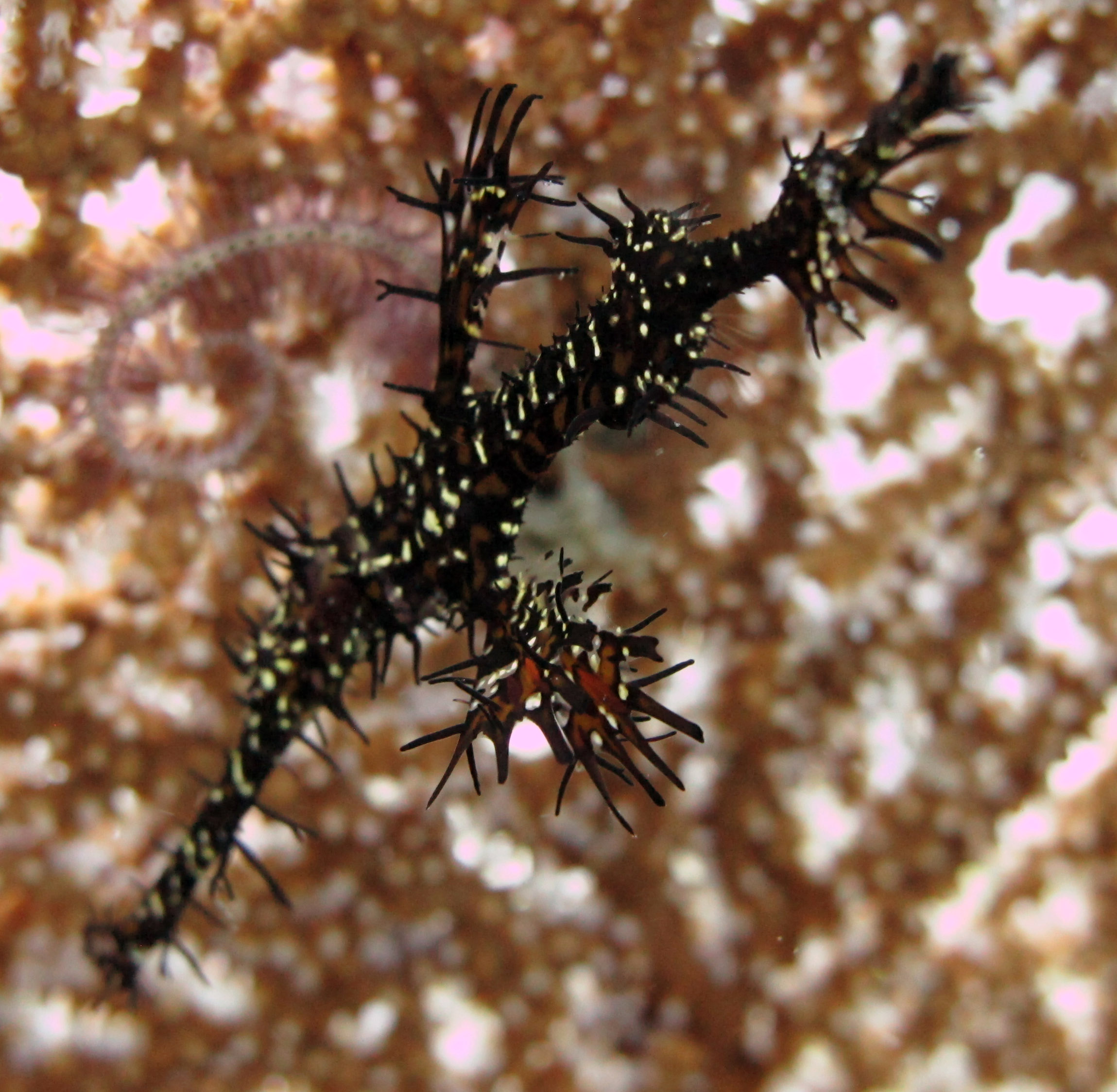 ghost pipefish.jpg