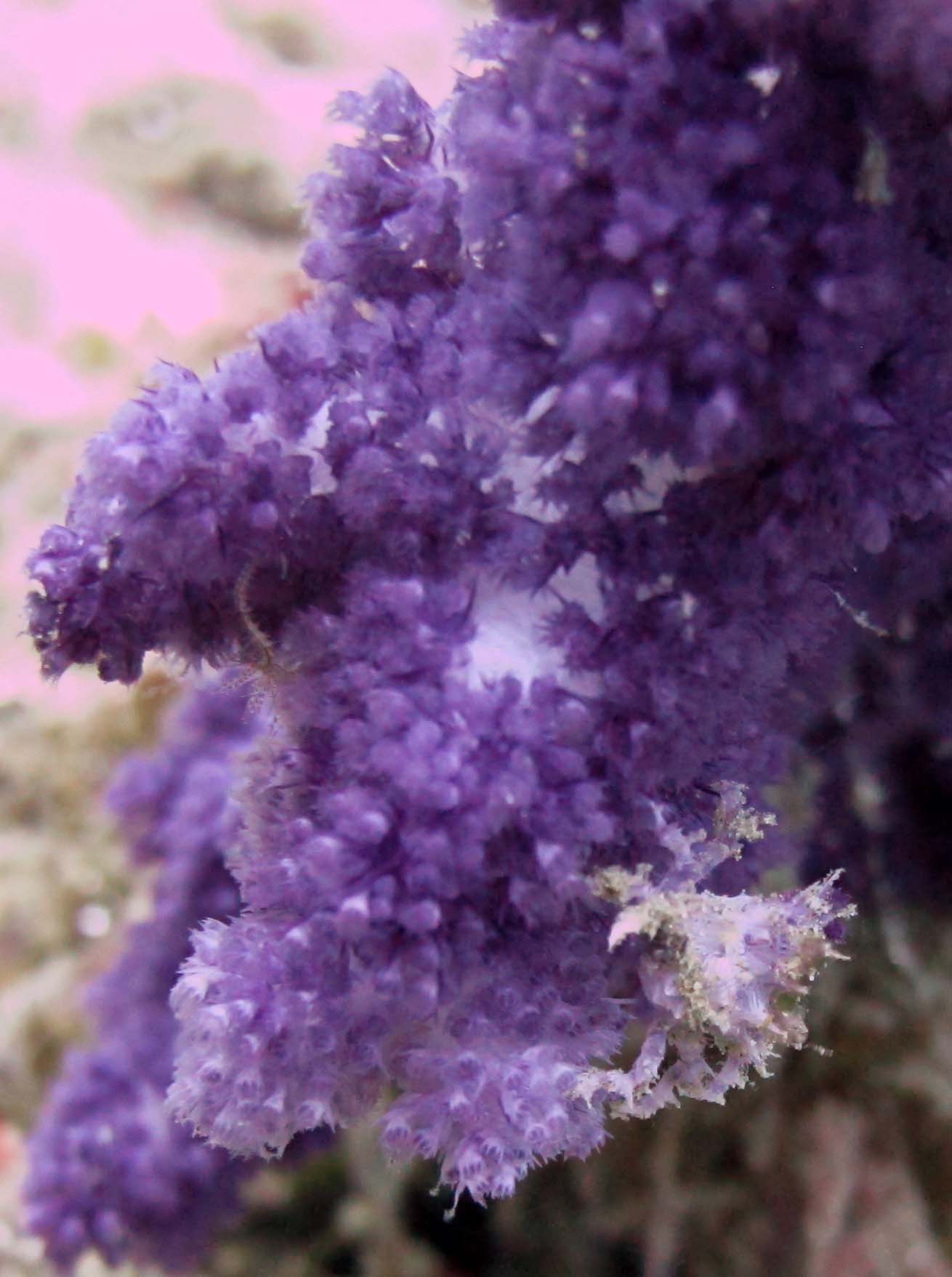 hidden purple crab.jpg