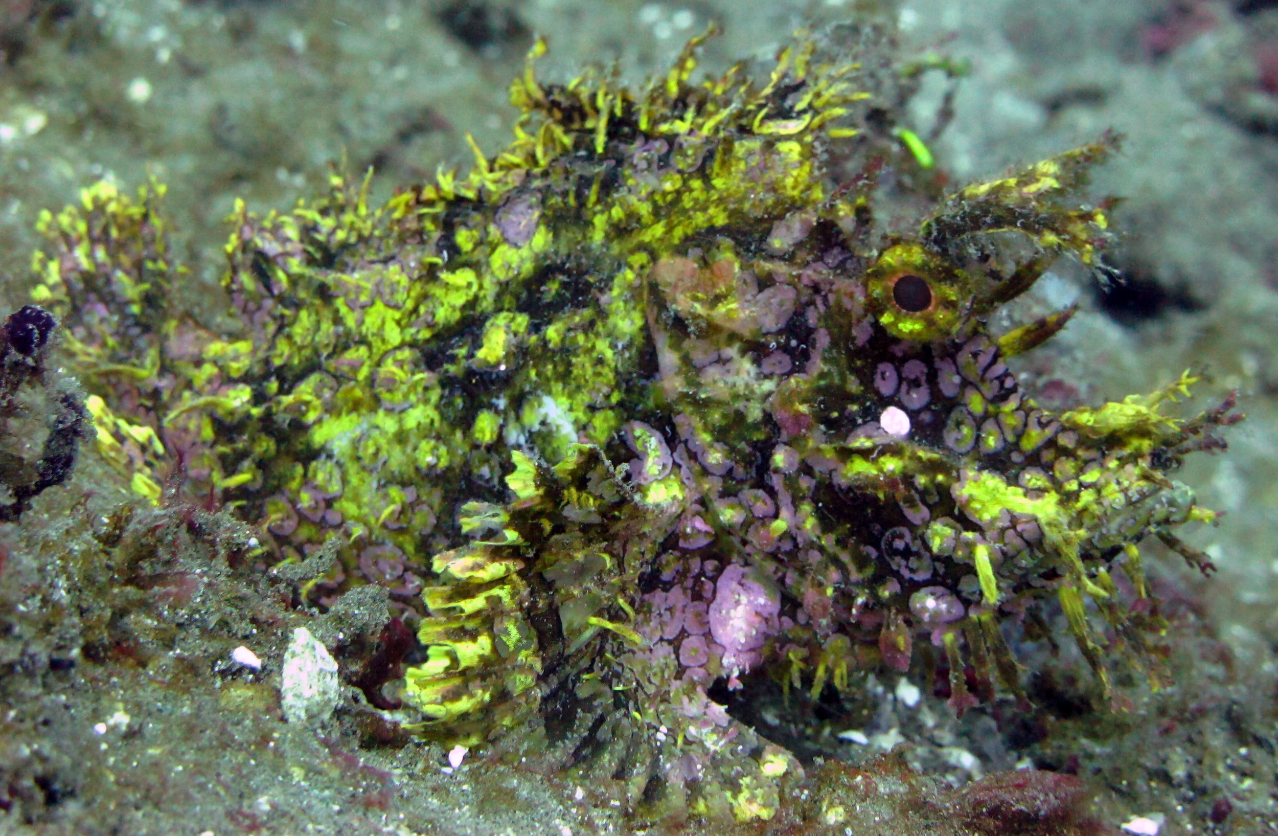 awesome scorpionfish.jpg