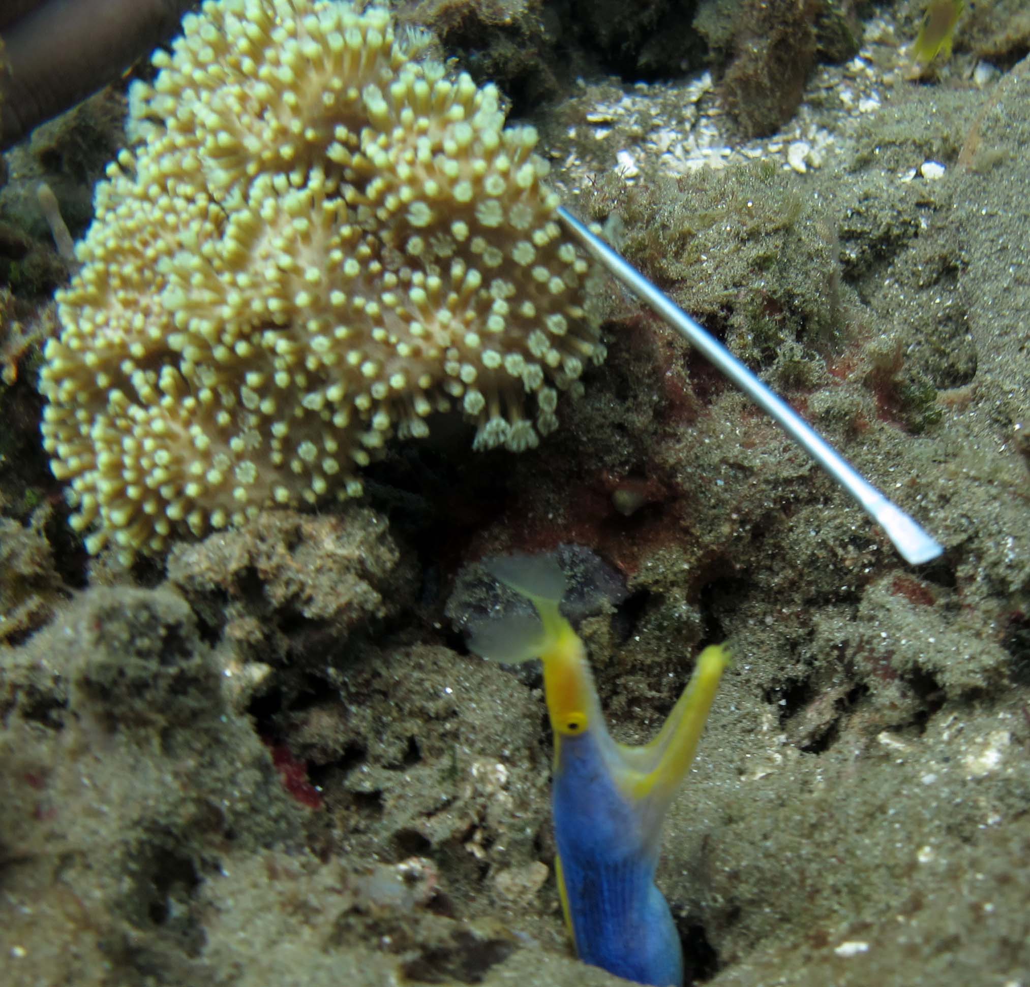 ribbon eel.jpg