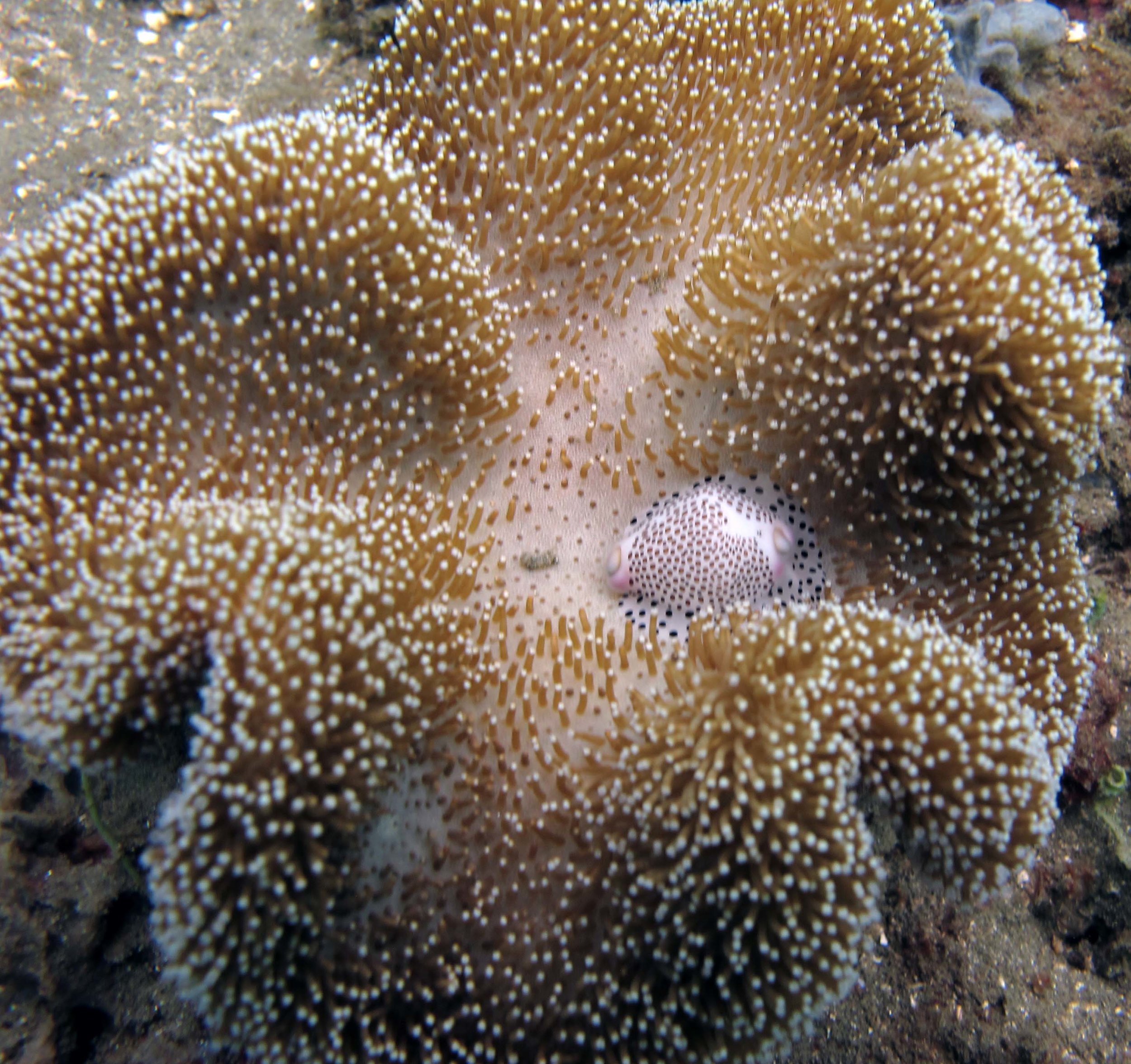 snail on soft coral.jpg