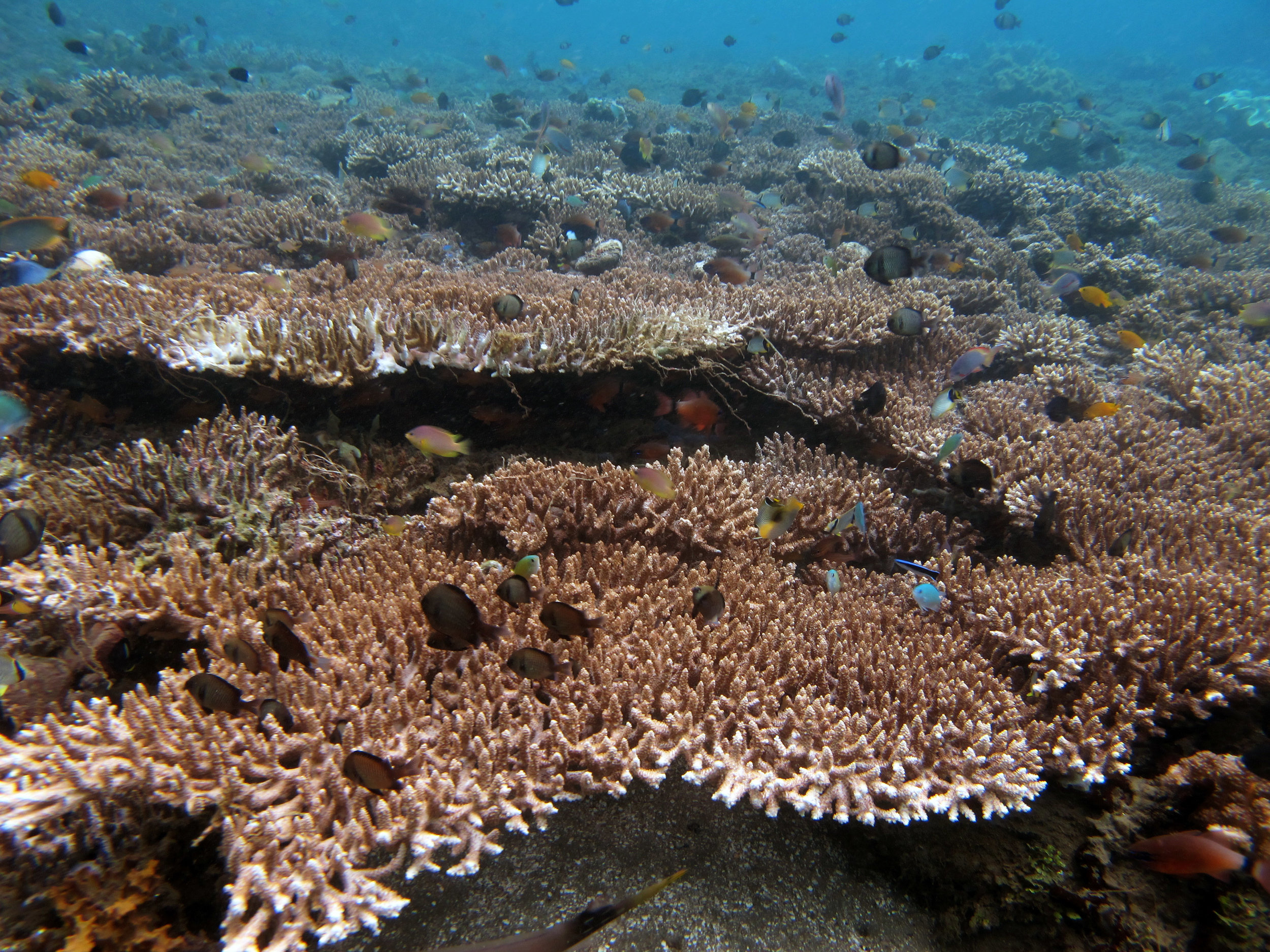 coral area of muck dive.jpg