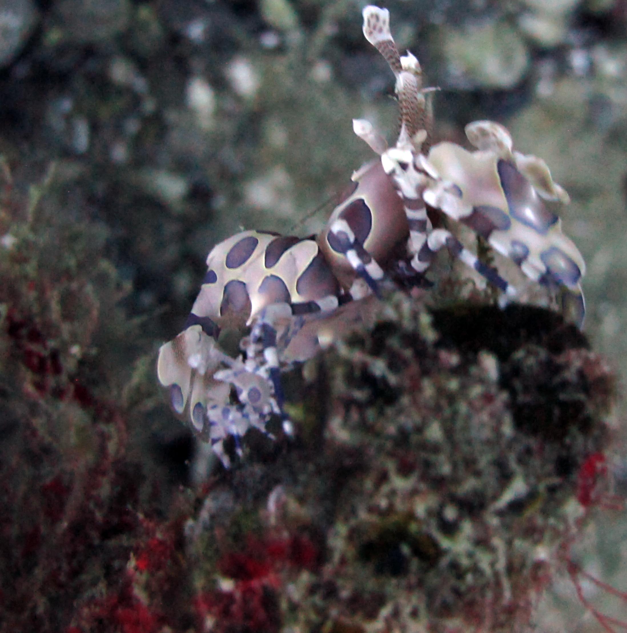 harlequin shrimp2.jpg