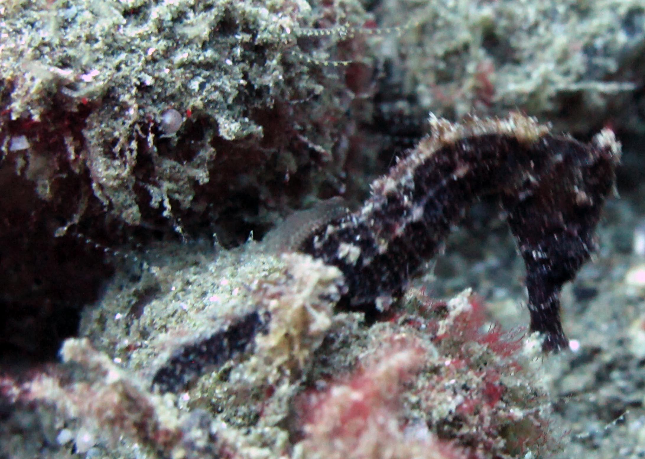 sea horse 2.jpg