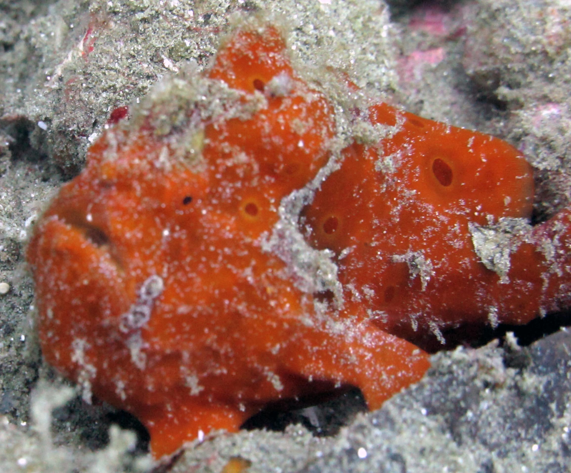 frogfish.jpg