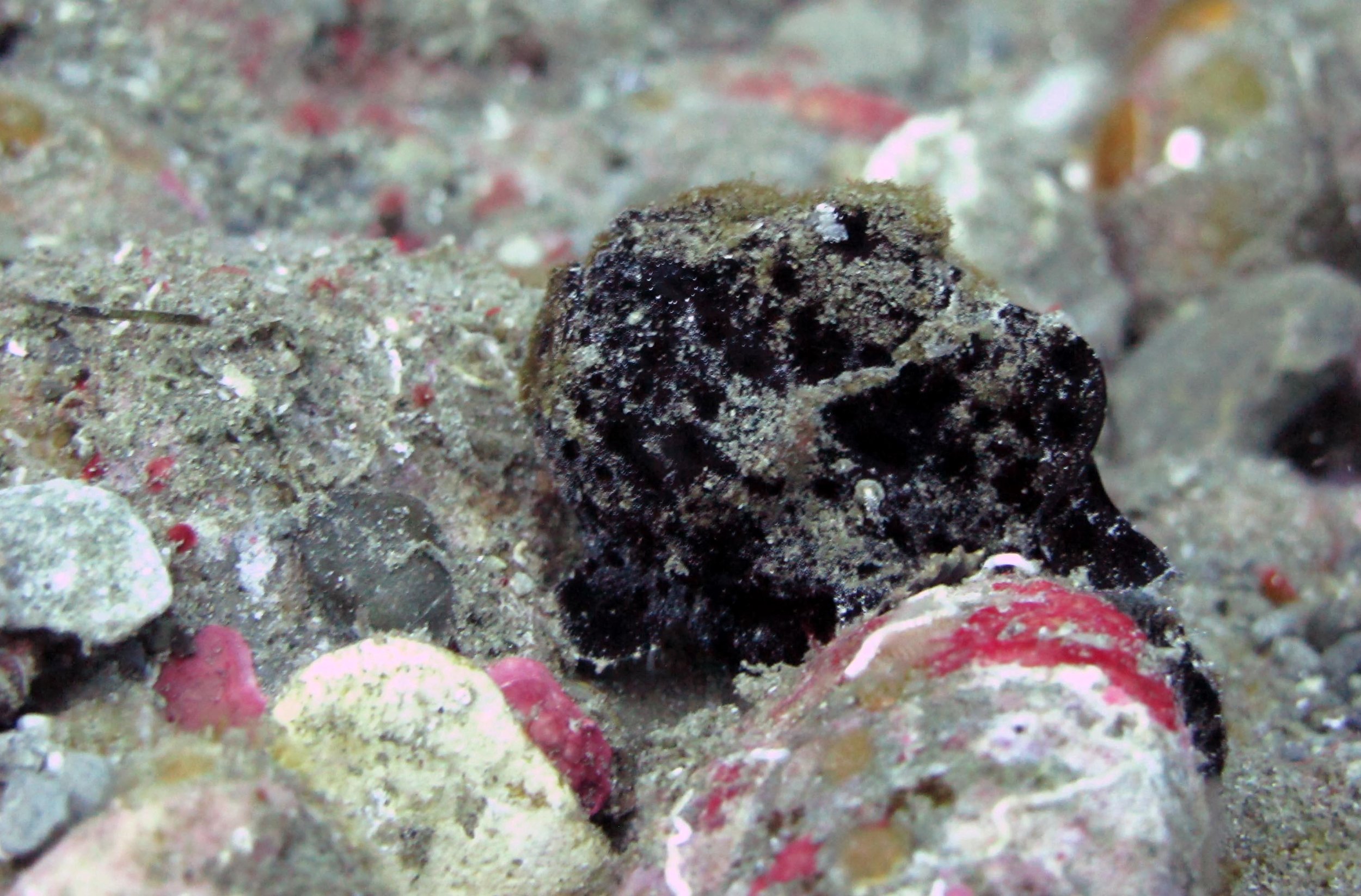 black frogfish.jpg