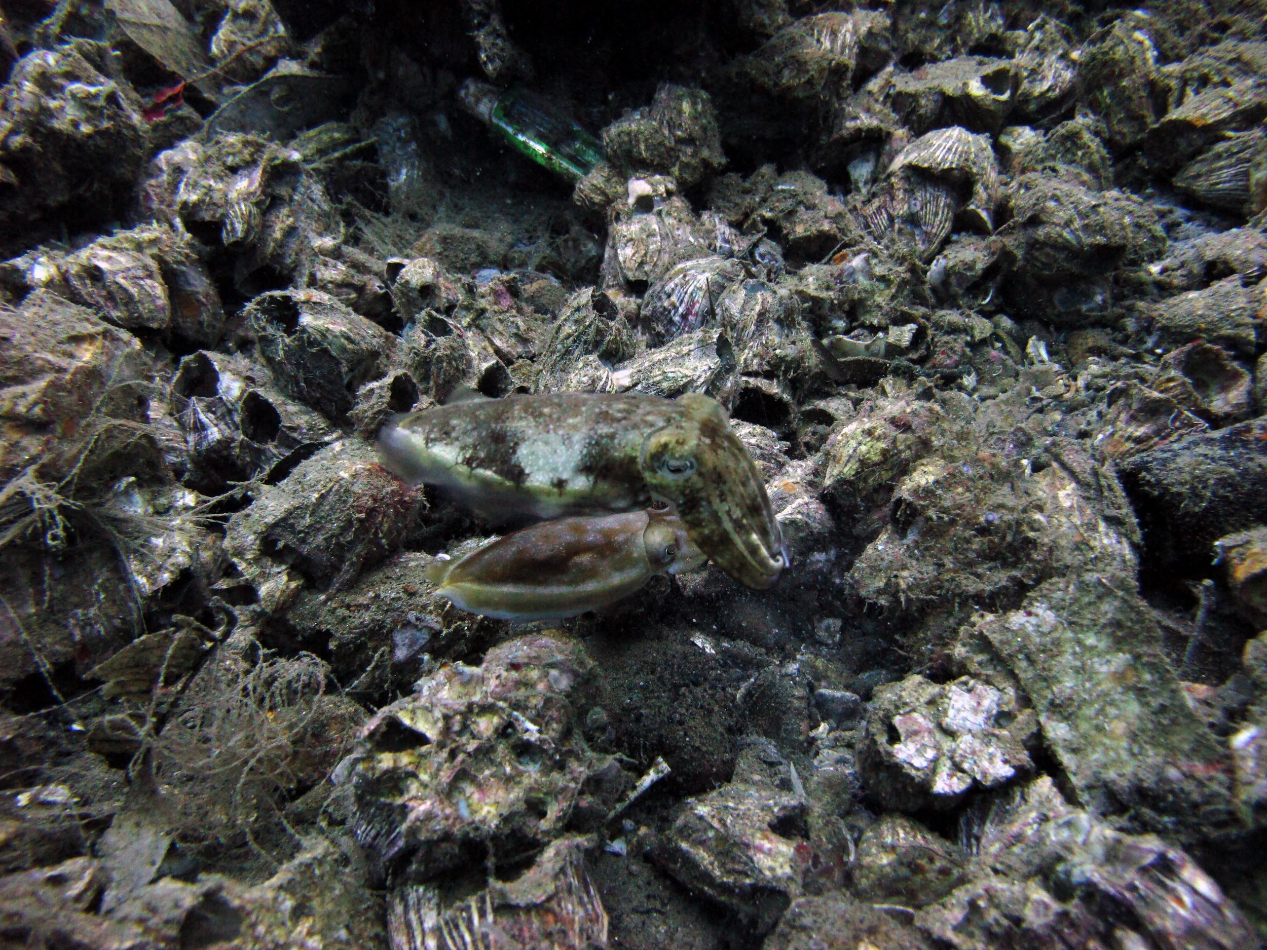 camo cuttlefish.jpg