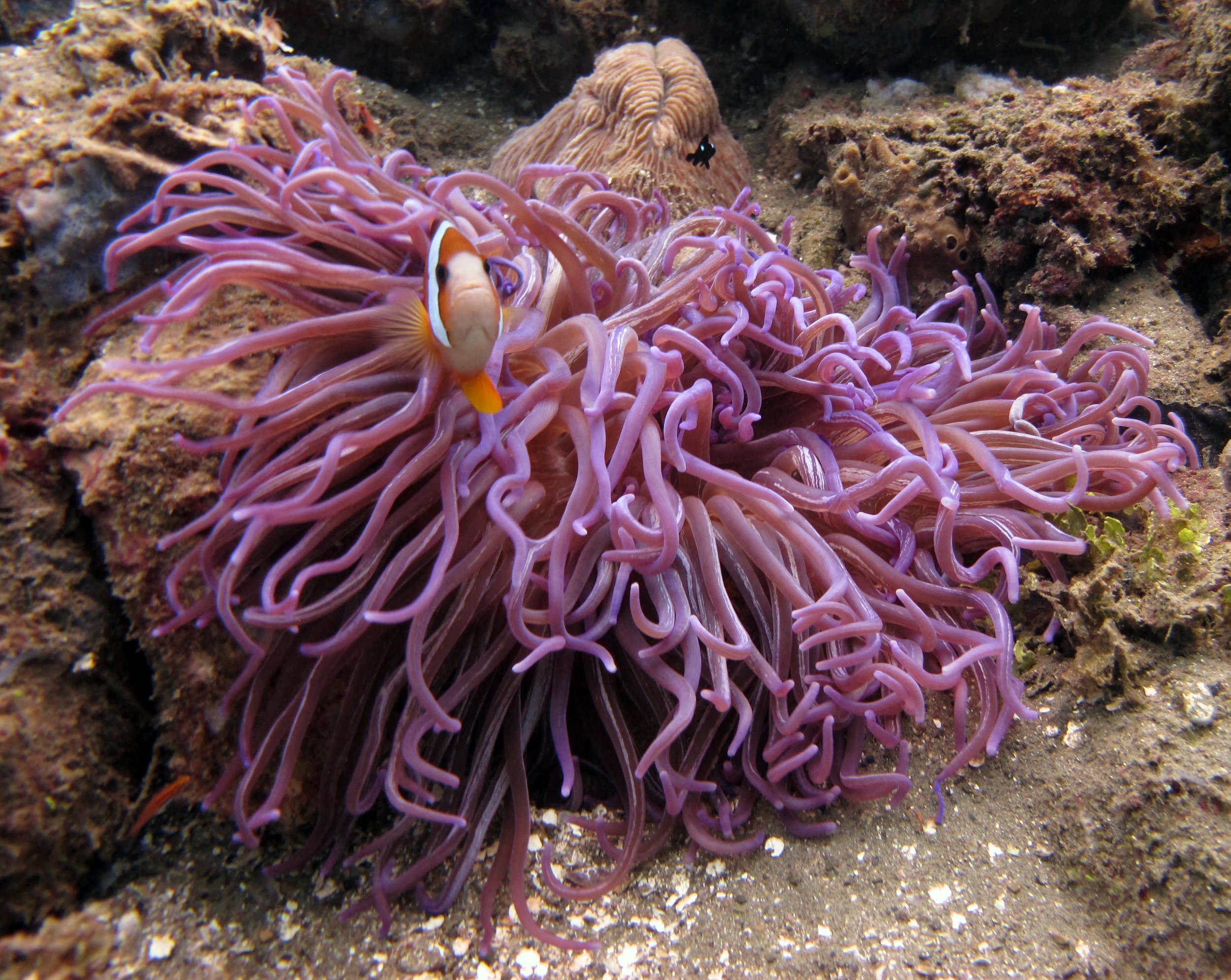 angry clownfish.jpg